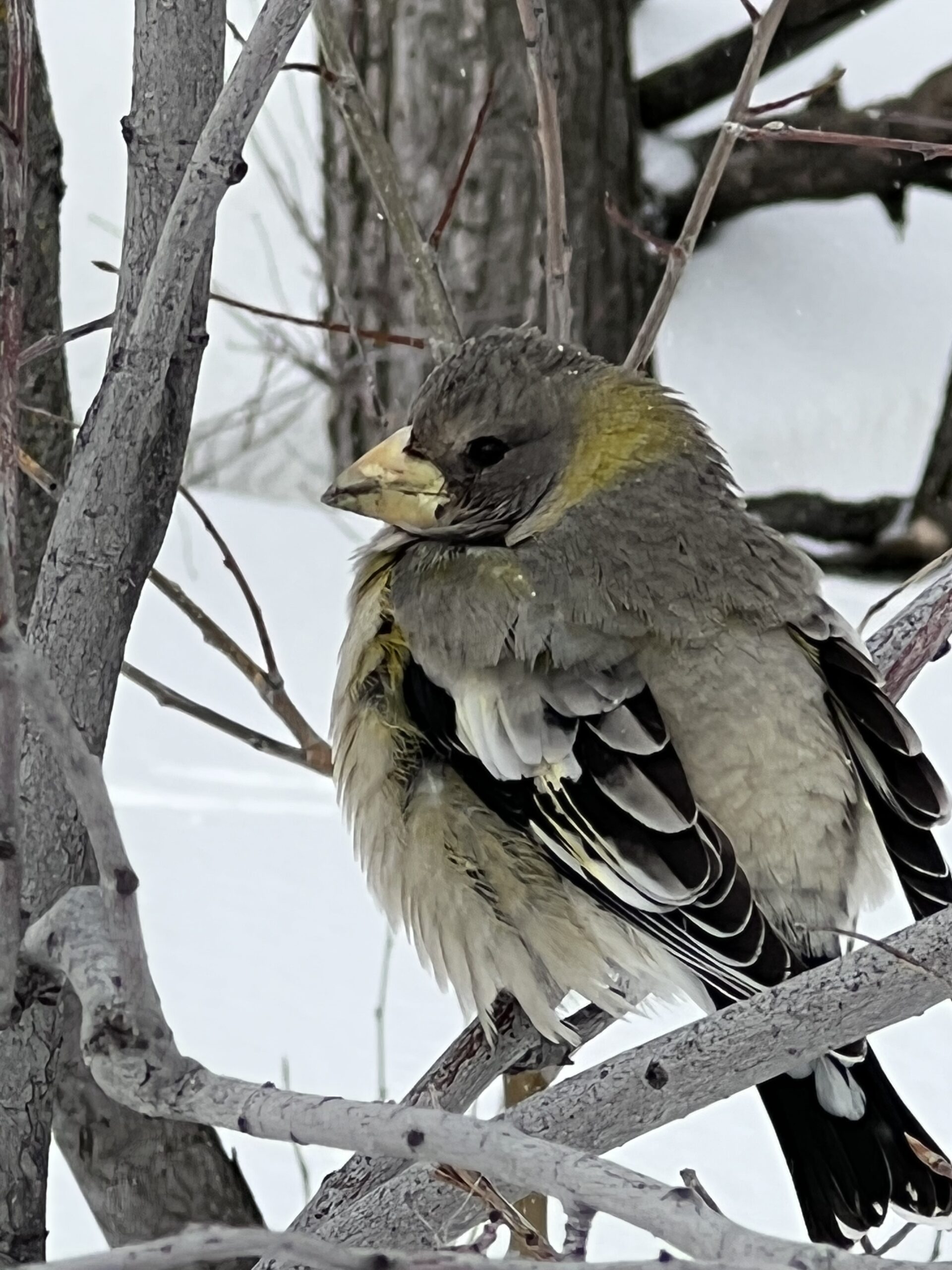 Cold Bird