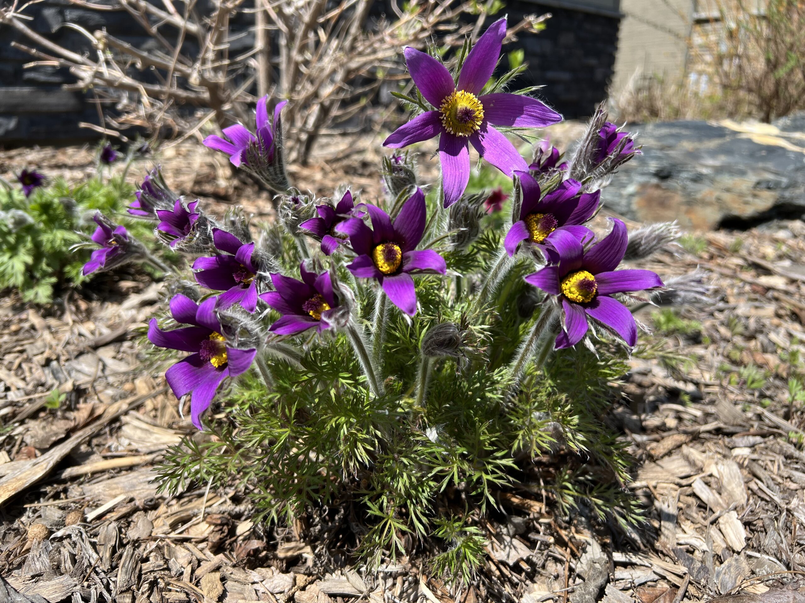 Finally – Crocuses