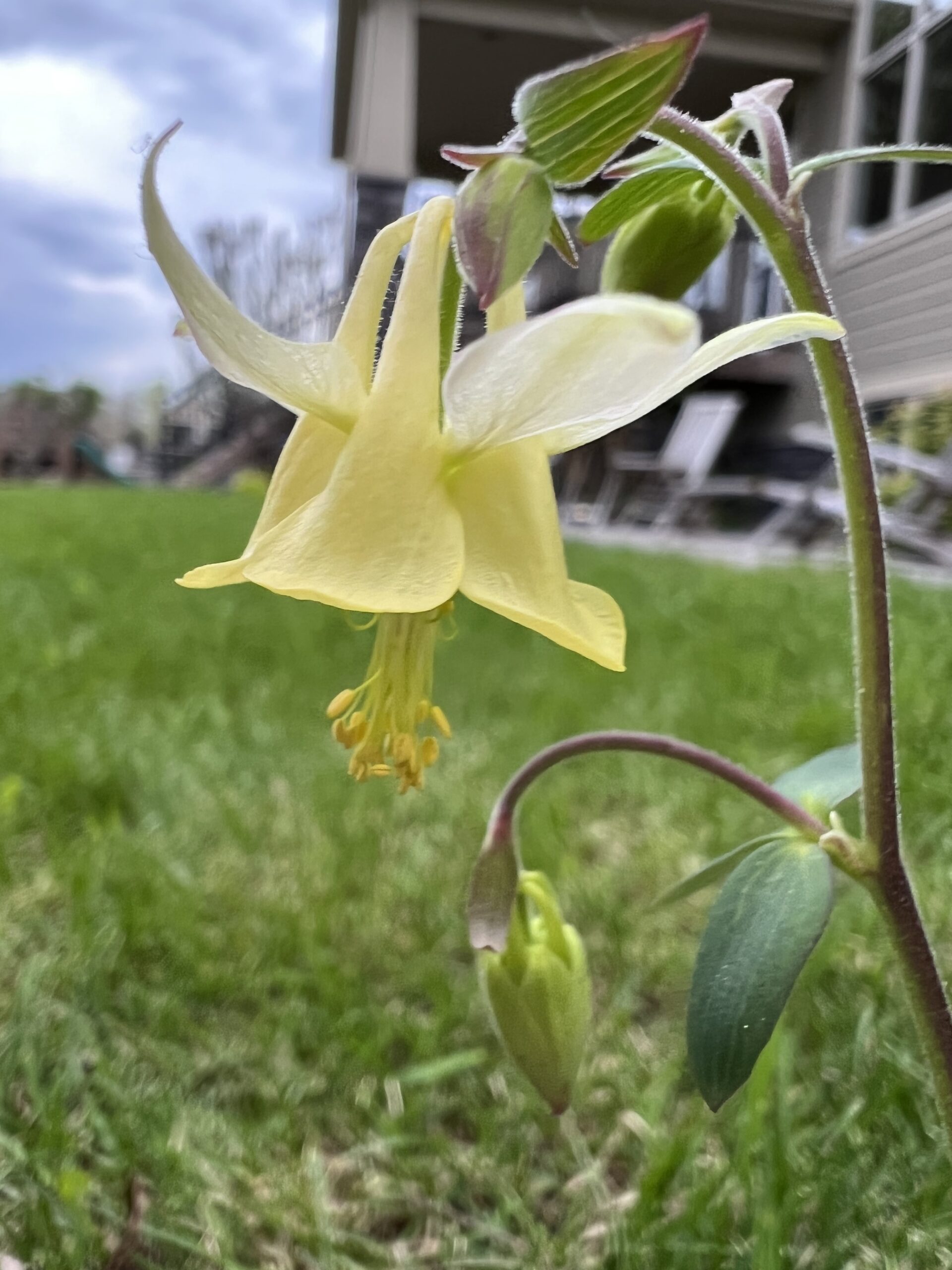 Columbine