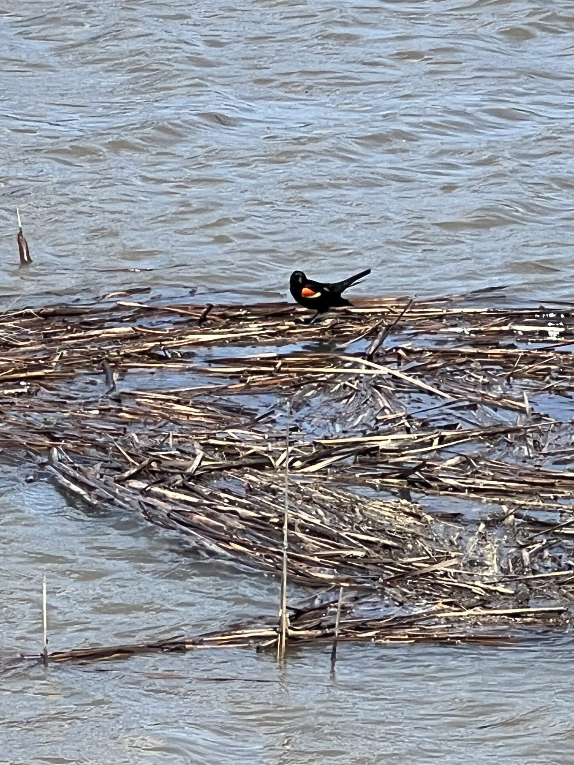 Sad Red-Winged Blackbird?