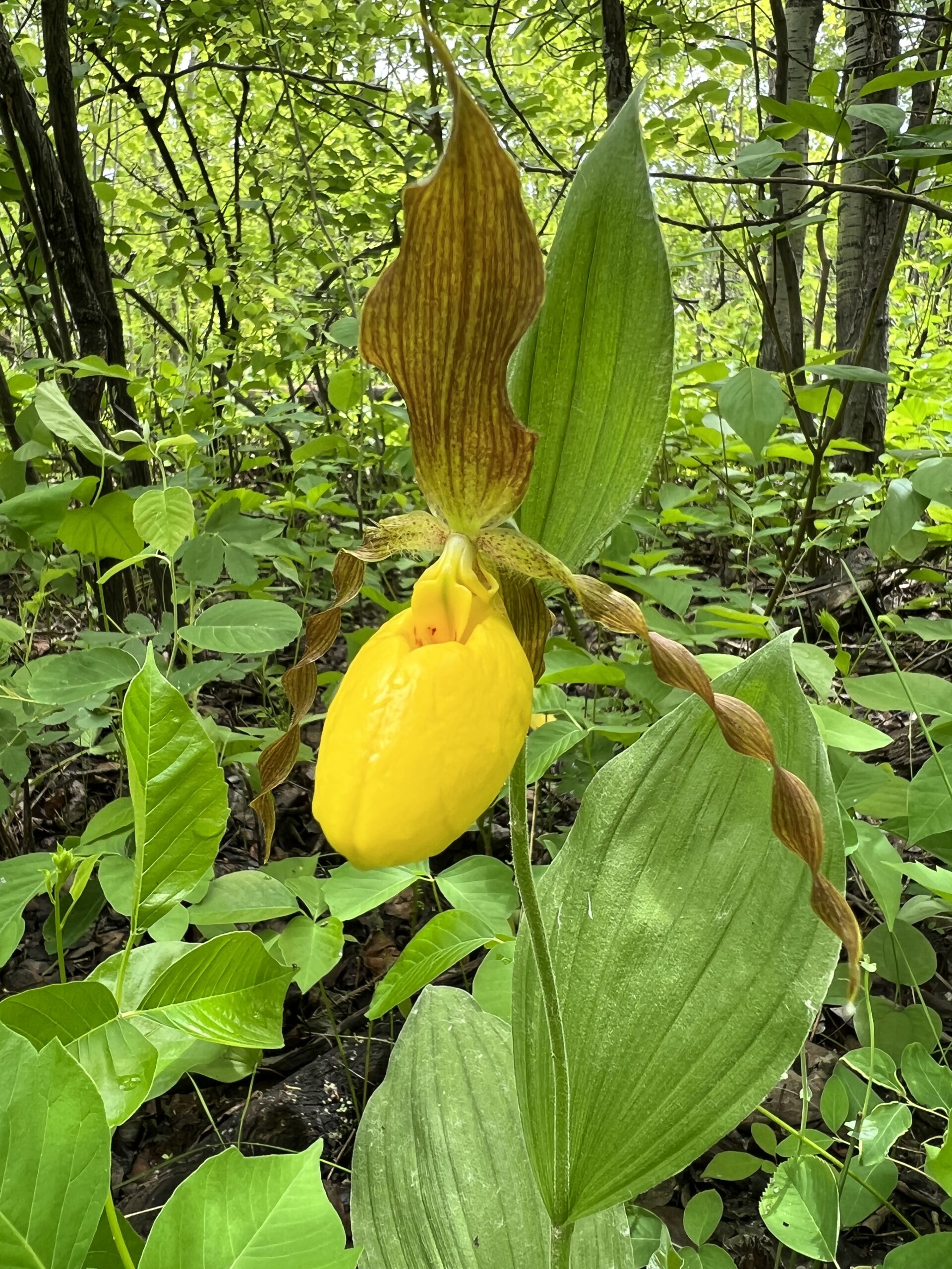 Lady Slippers