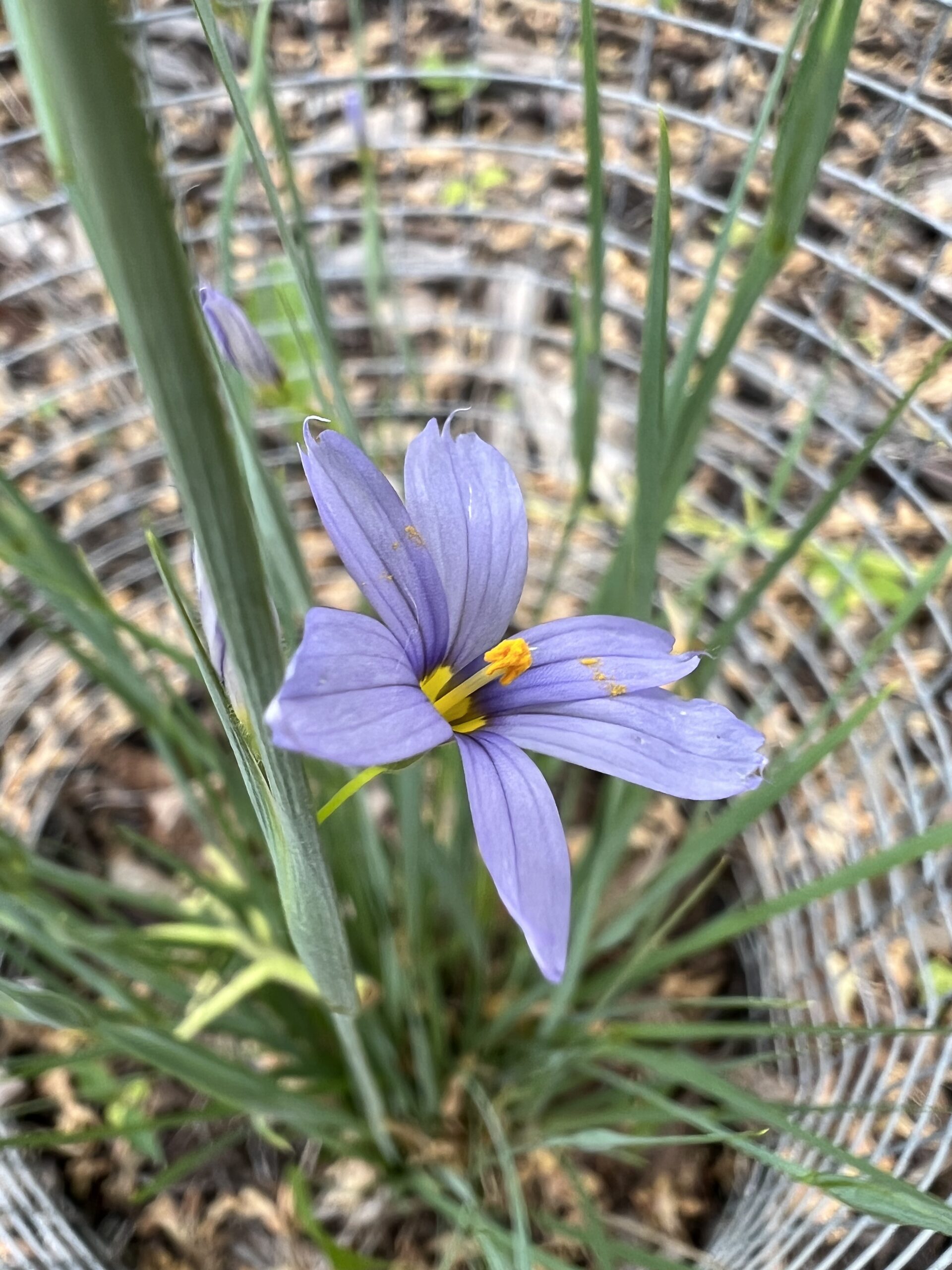 Blue-eyed Grass