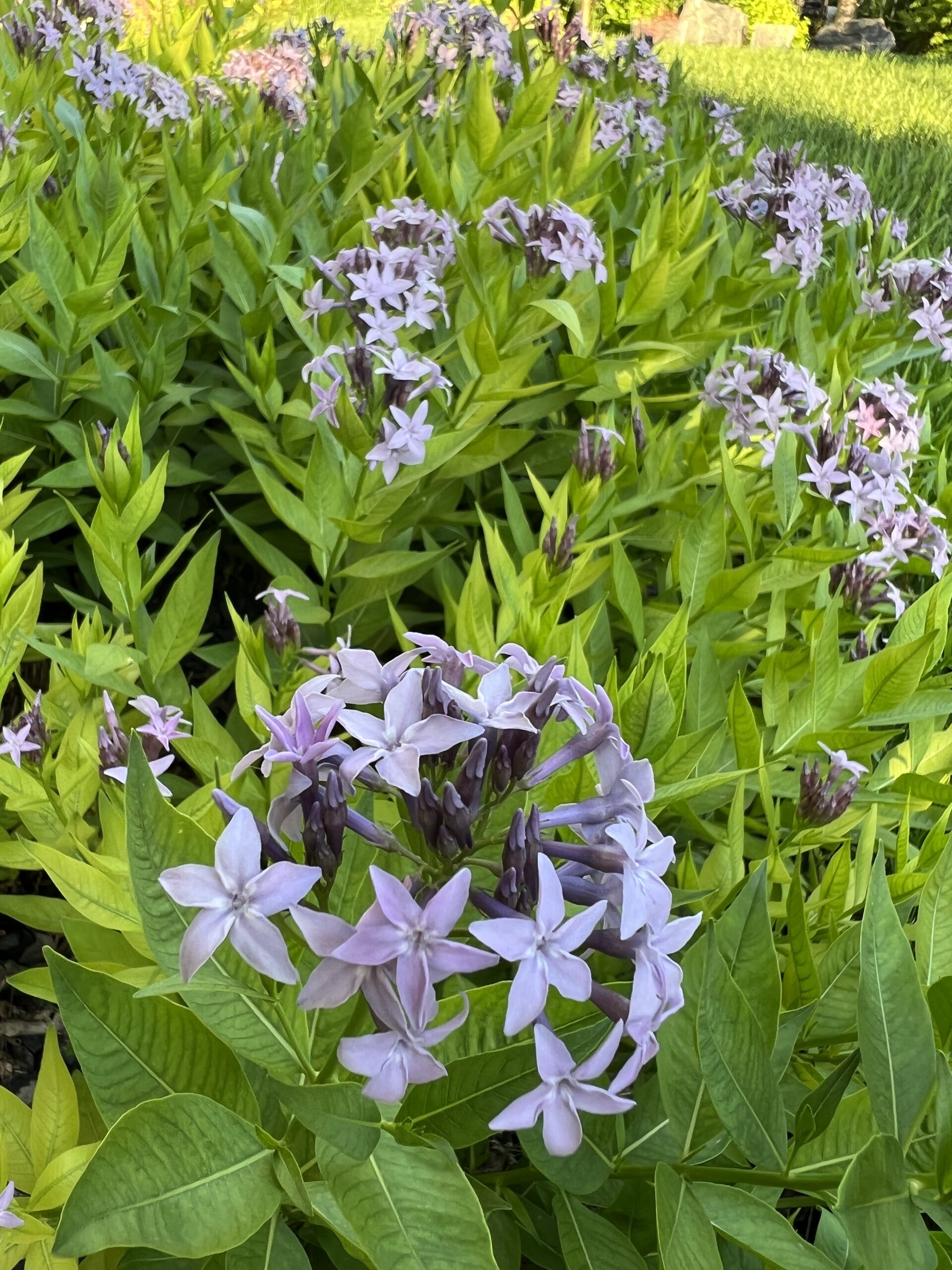 Blue Ice (Blue Star)