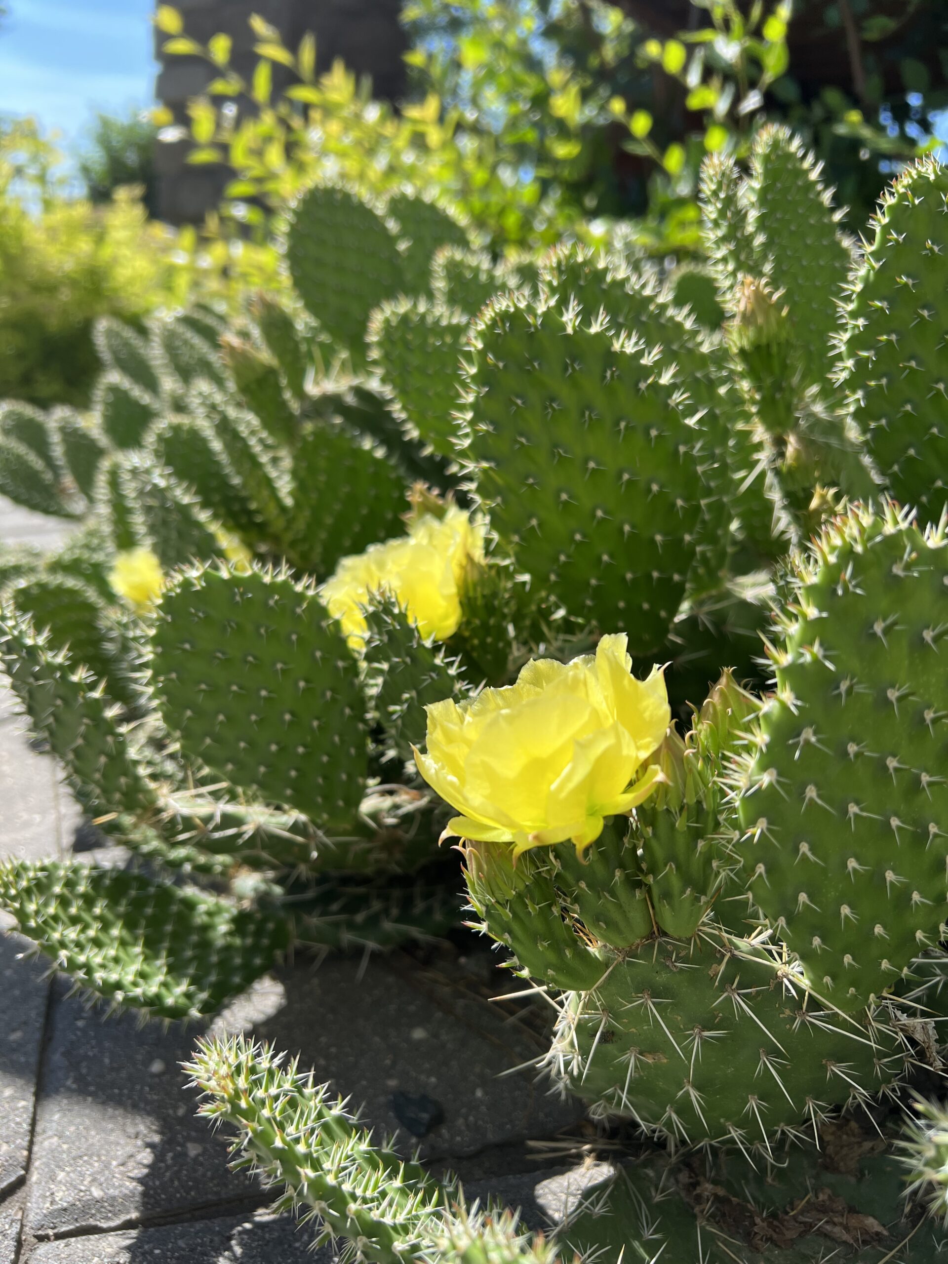 Prickly, maybe, but also Beautiful