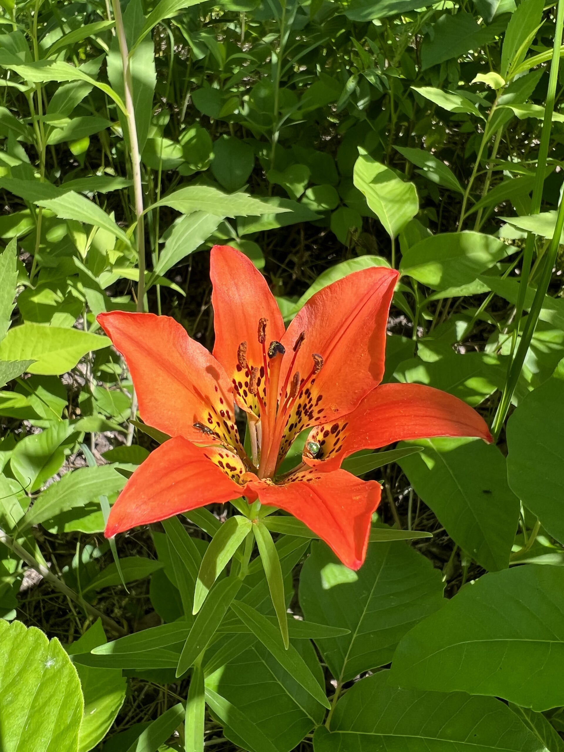 Wild Lillies