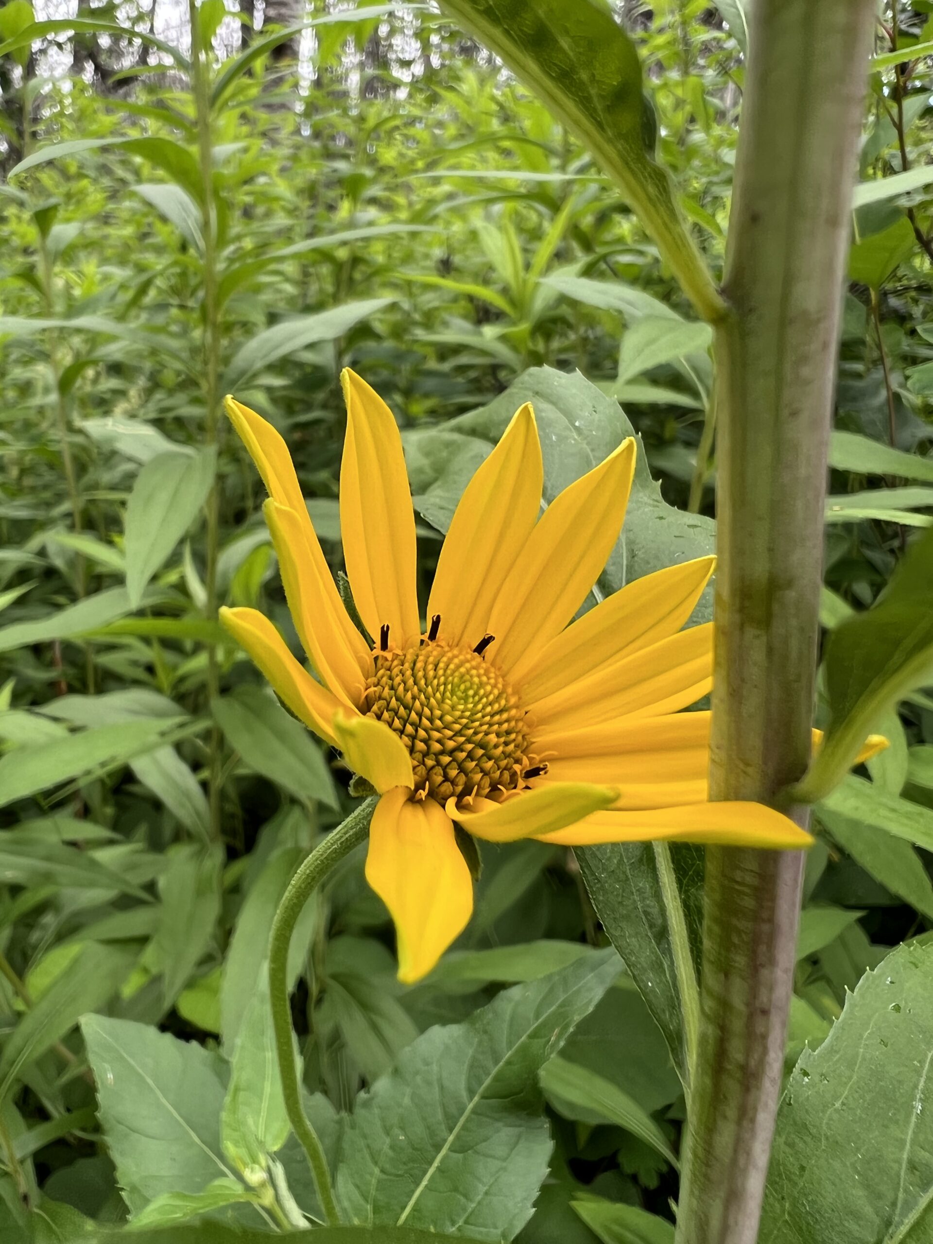 Random Yellow Flower