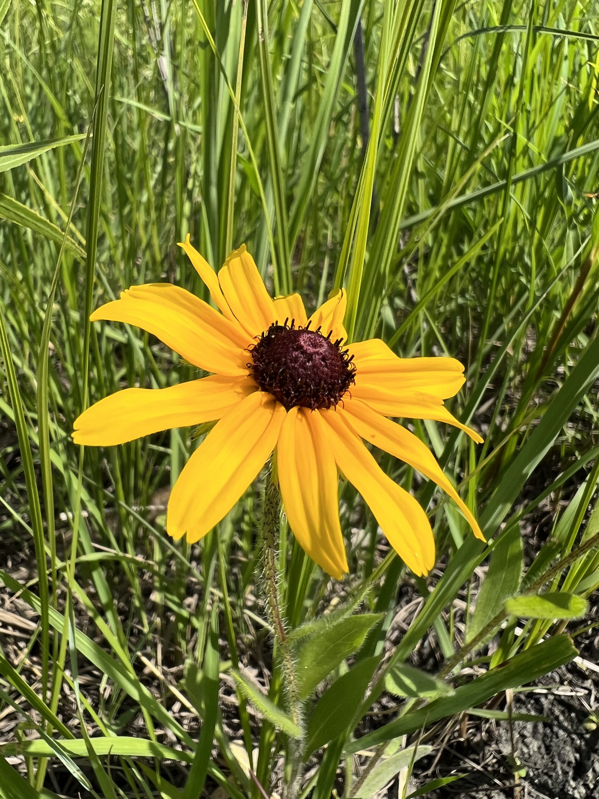 Wild Black-Eyed Susan