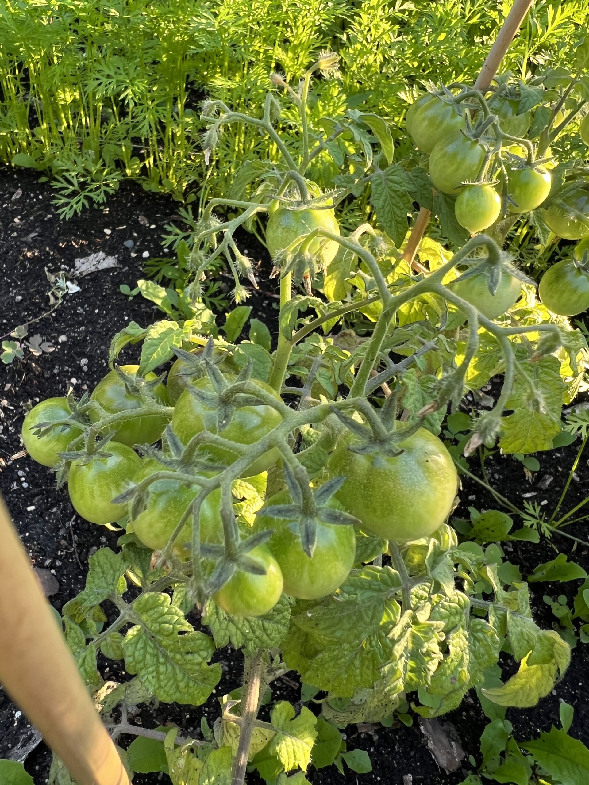 Tiny Wee Tomatoes