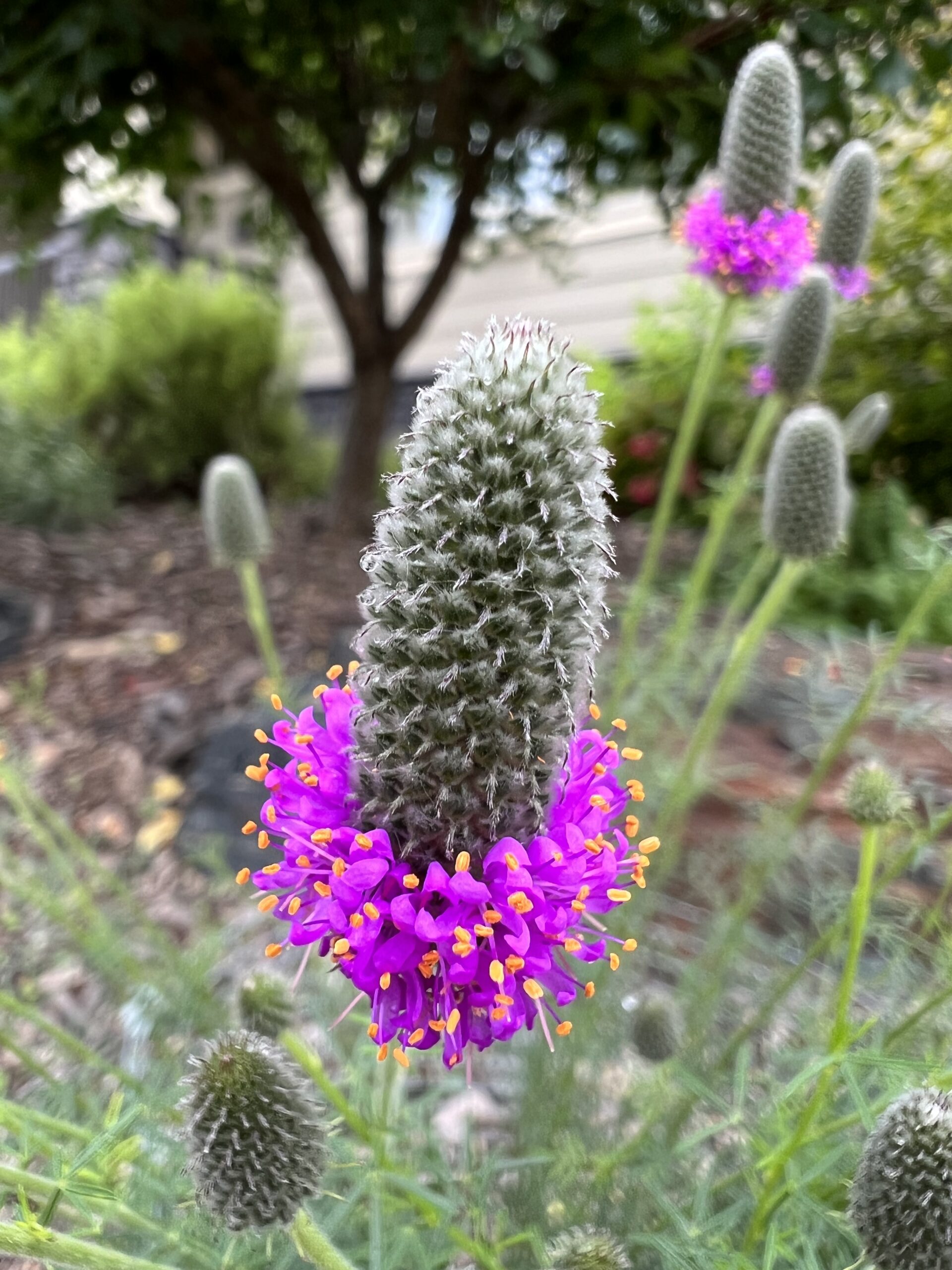 Purple Prairie Clover