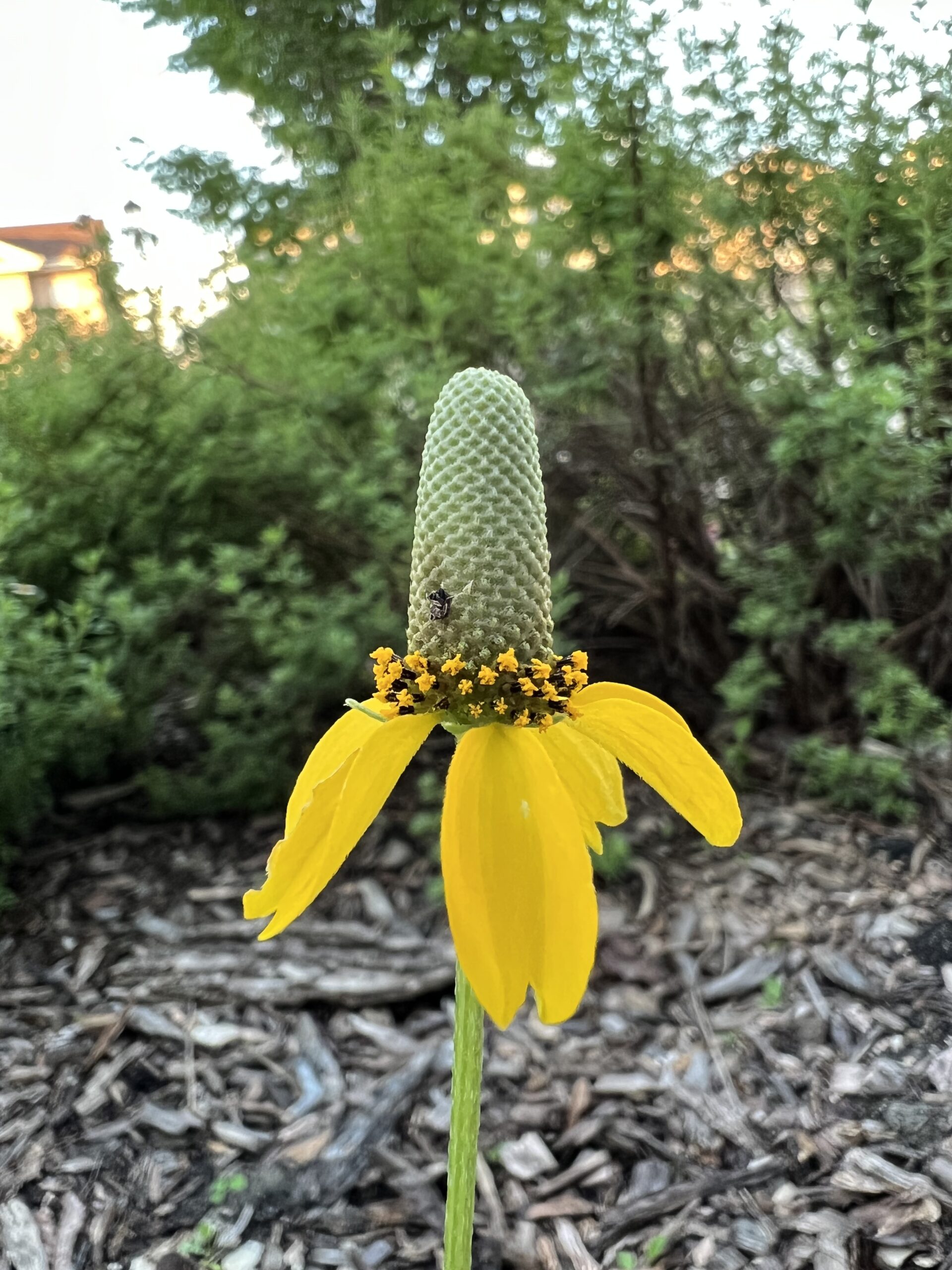 Yellow Coneflower