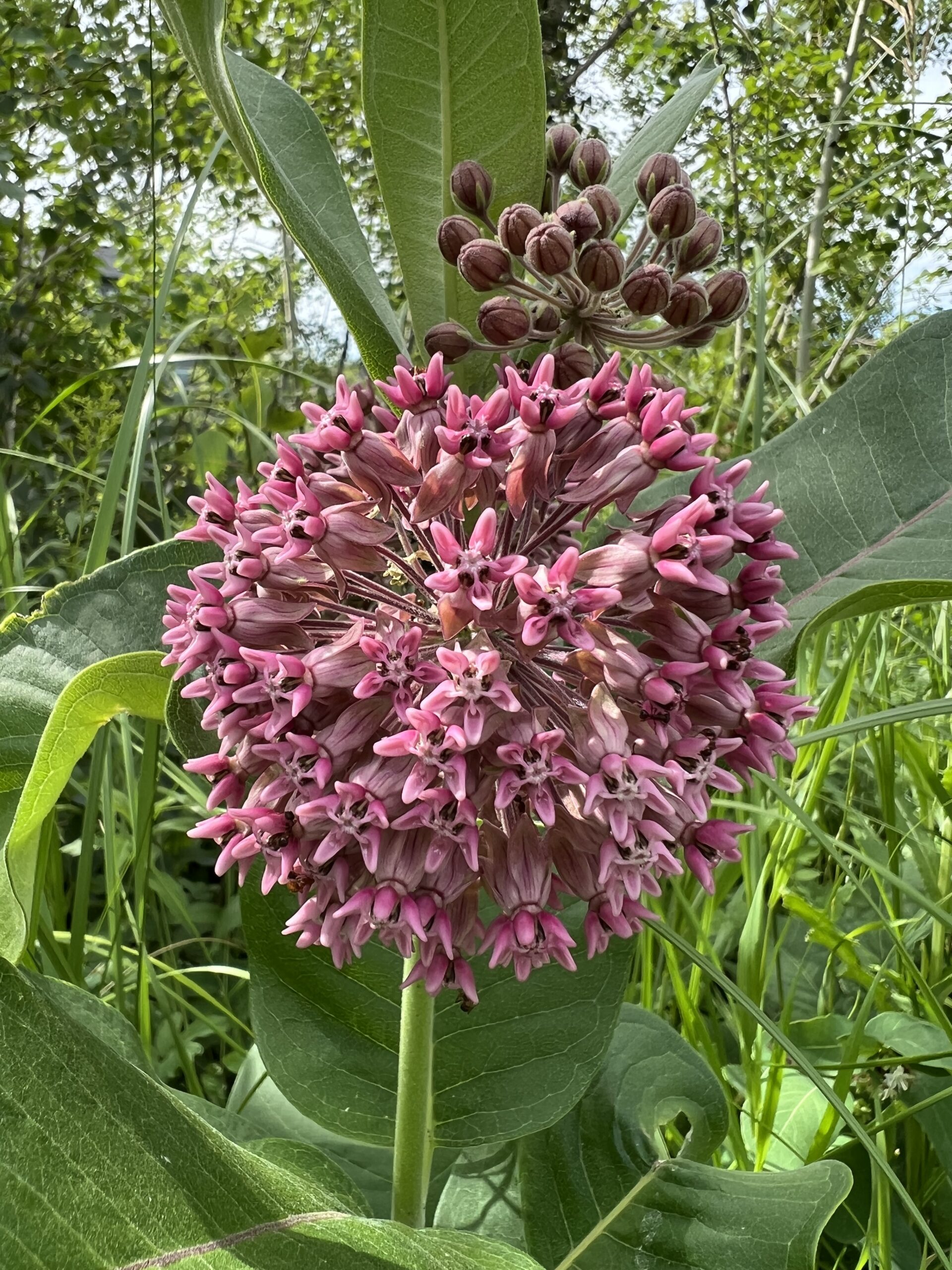 Common Milkweed…