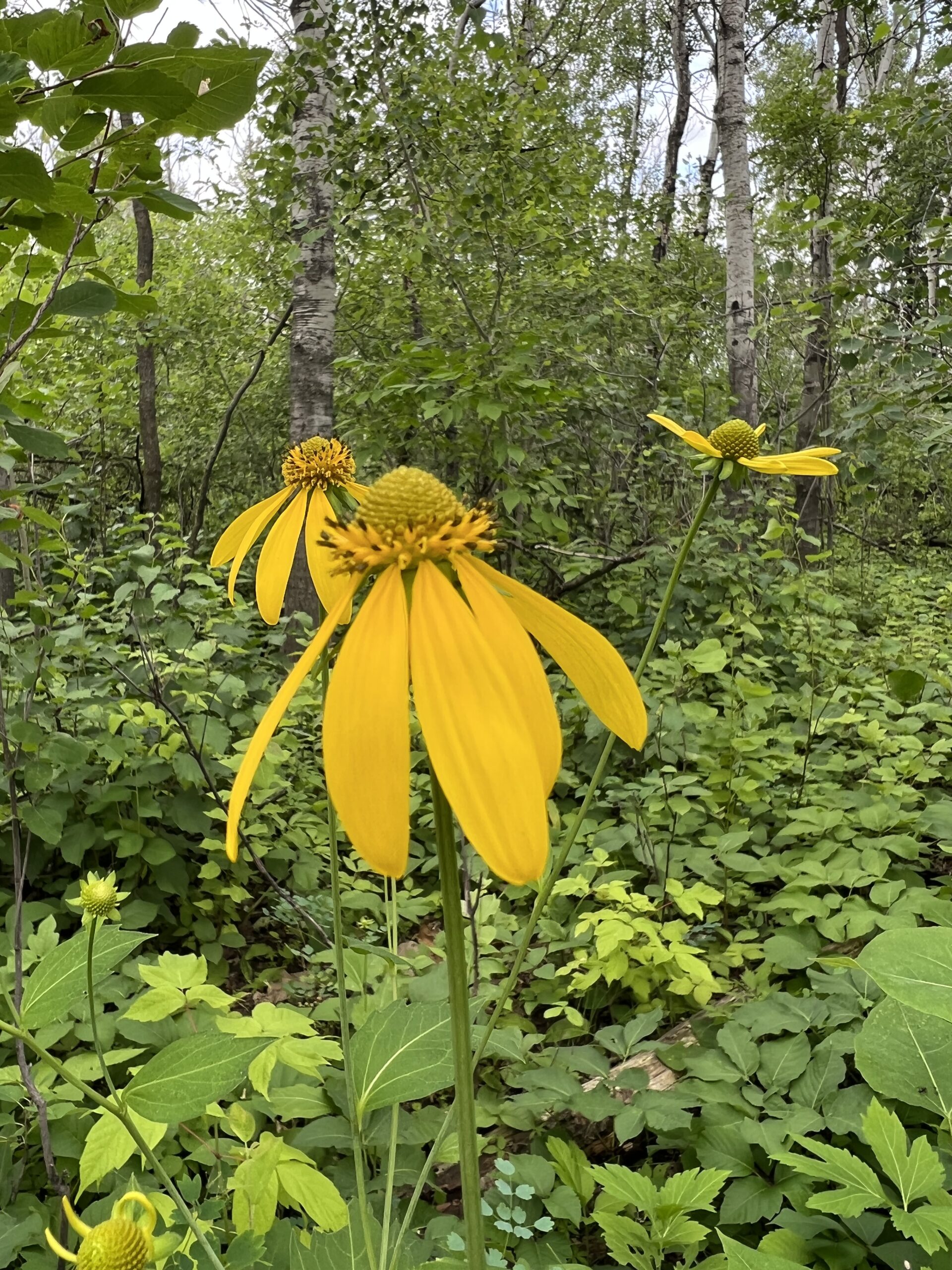 Giant Yellow Flowers