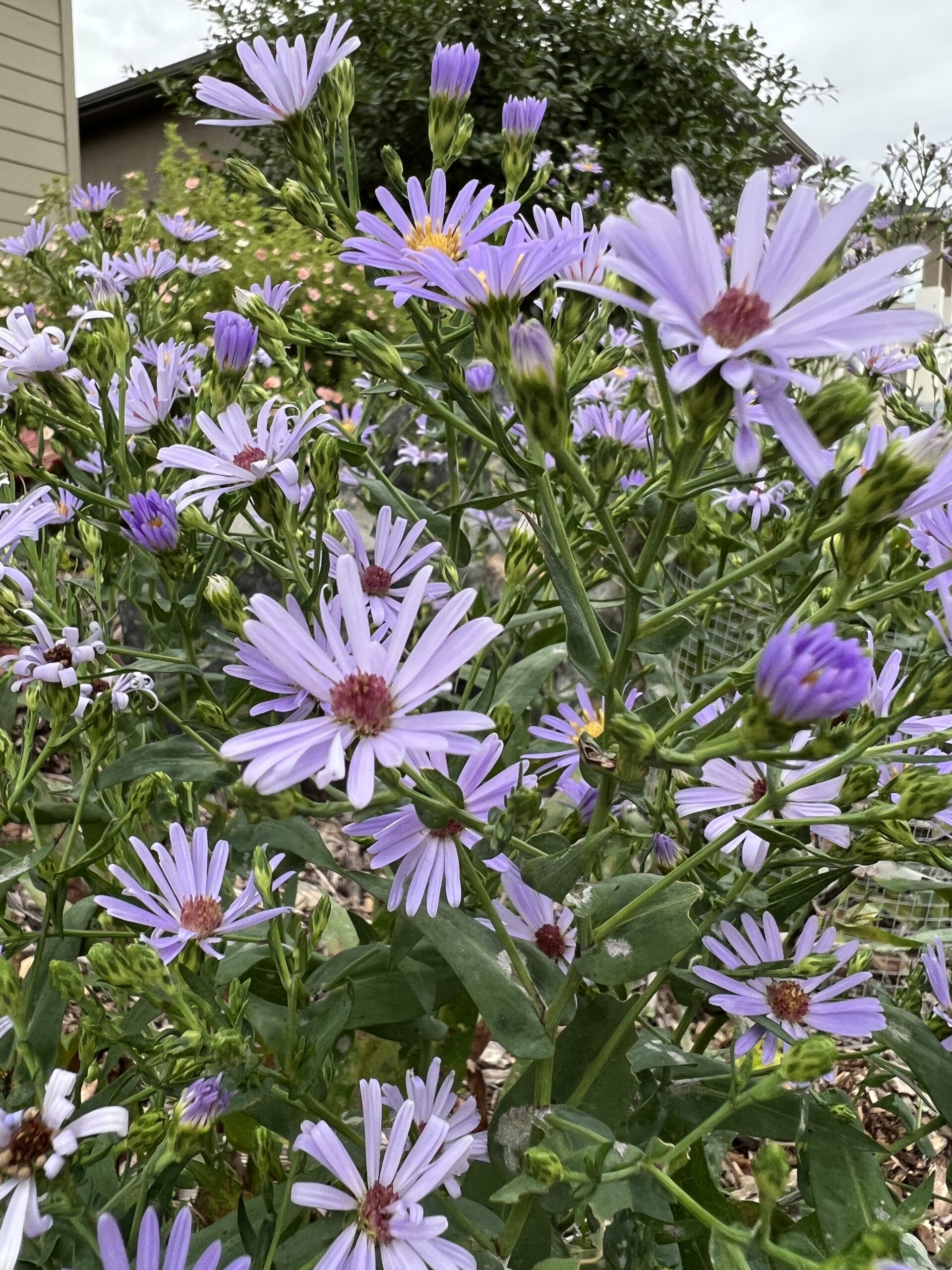 Purple Asters