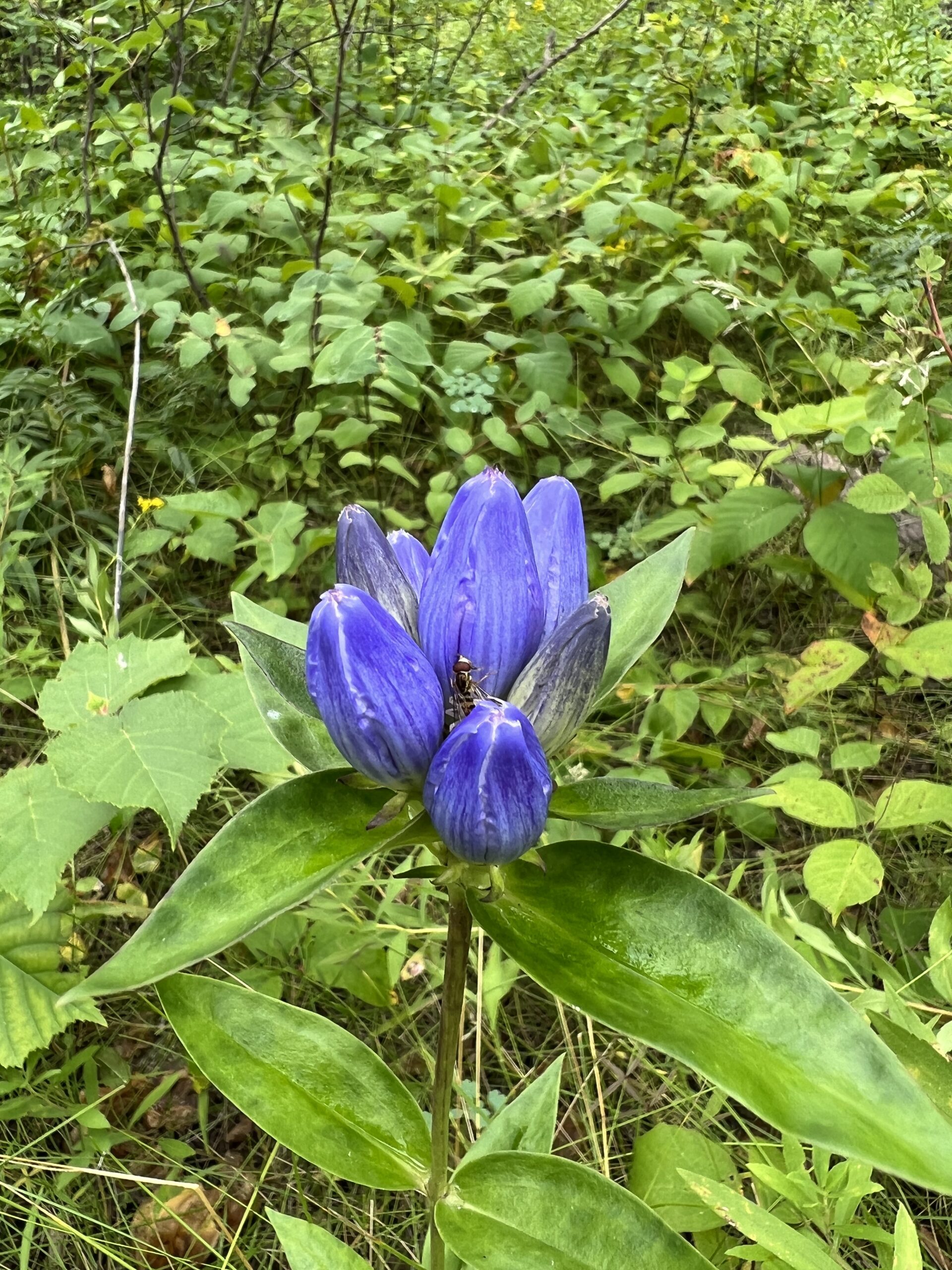 Closed Bottle Gentian