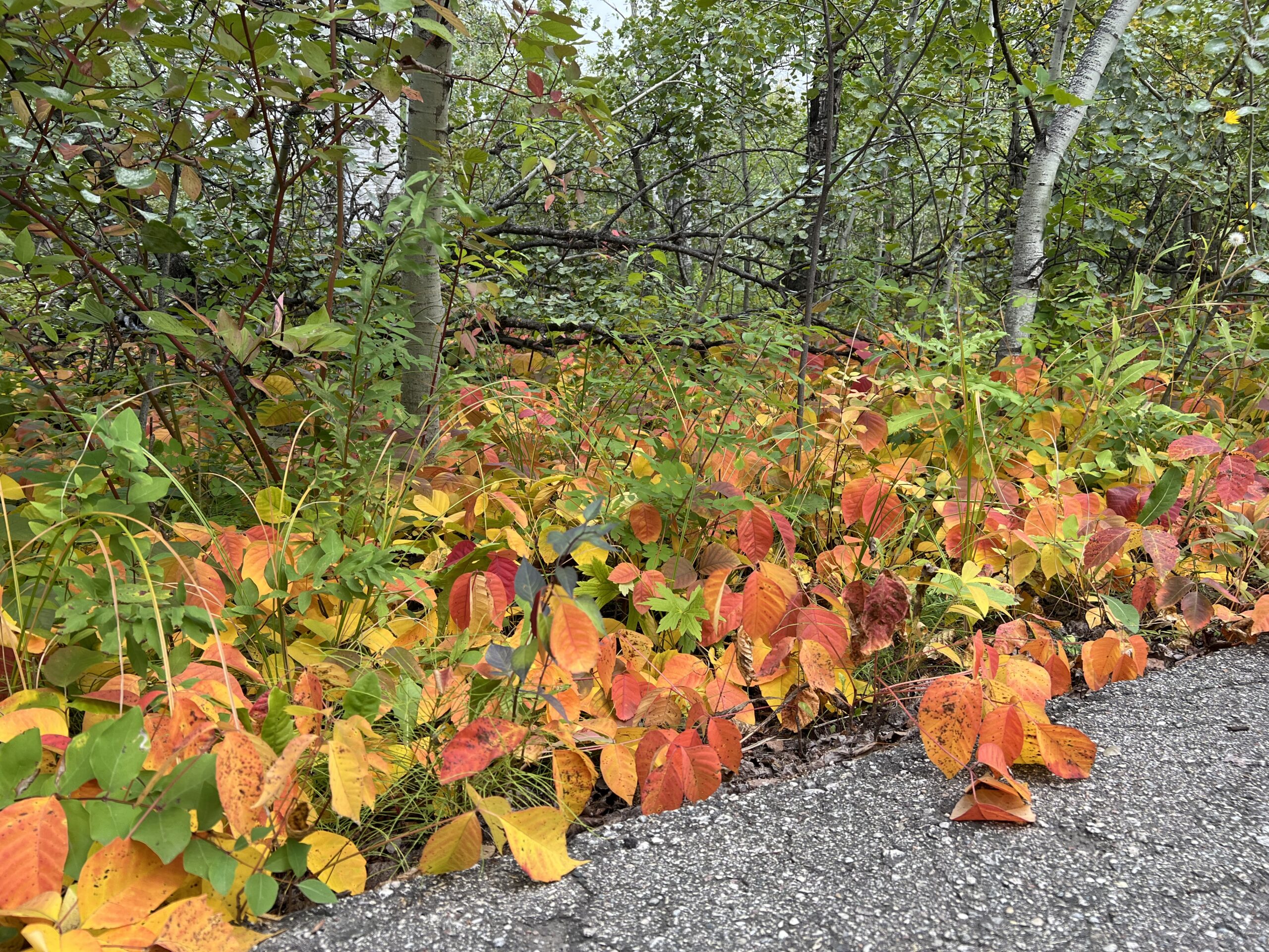 Oranges, Yellows, Reds
