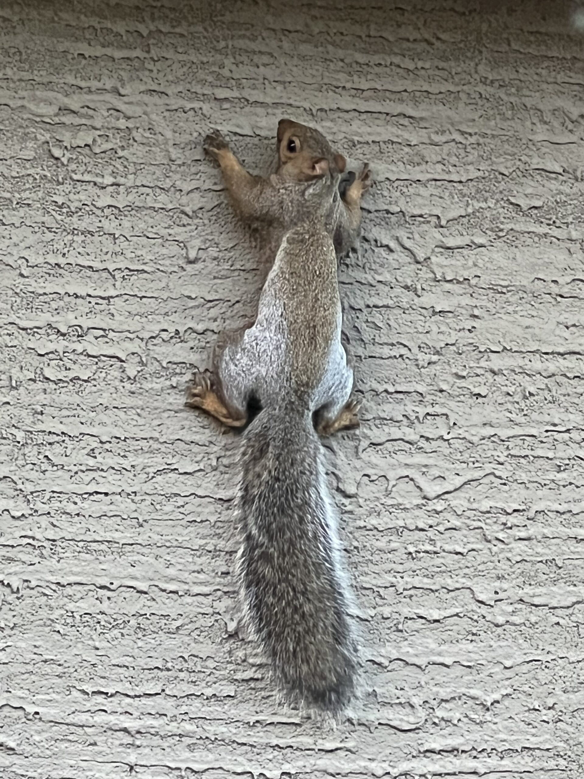Half Squirrel, Half Spider