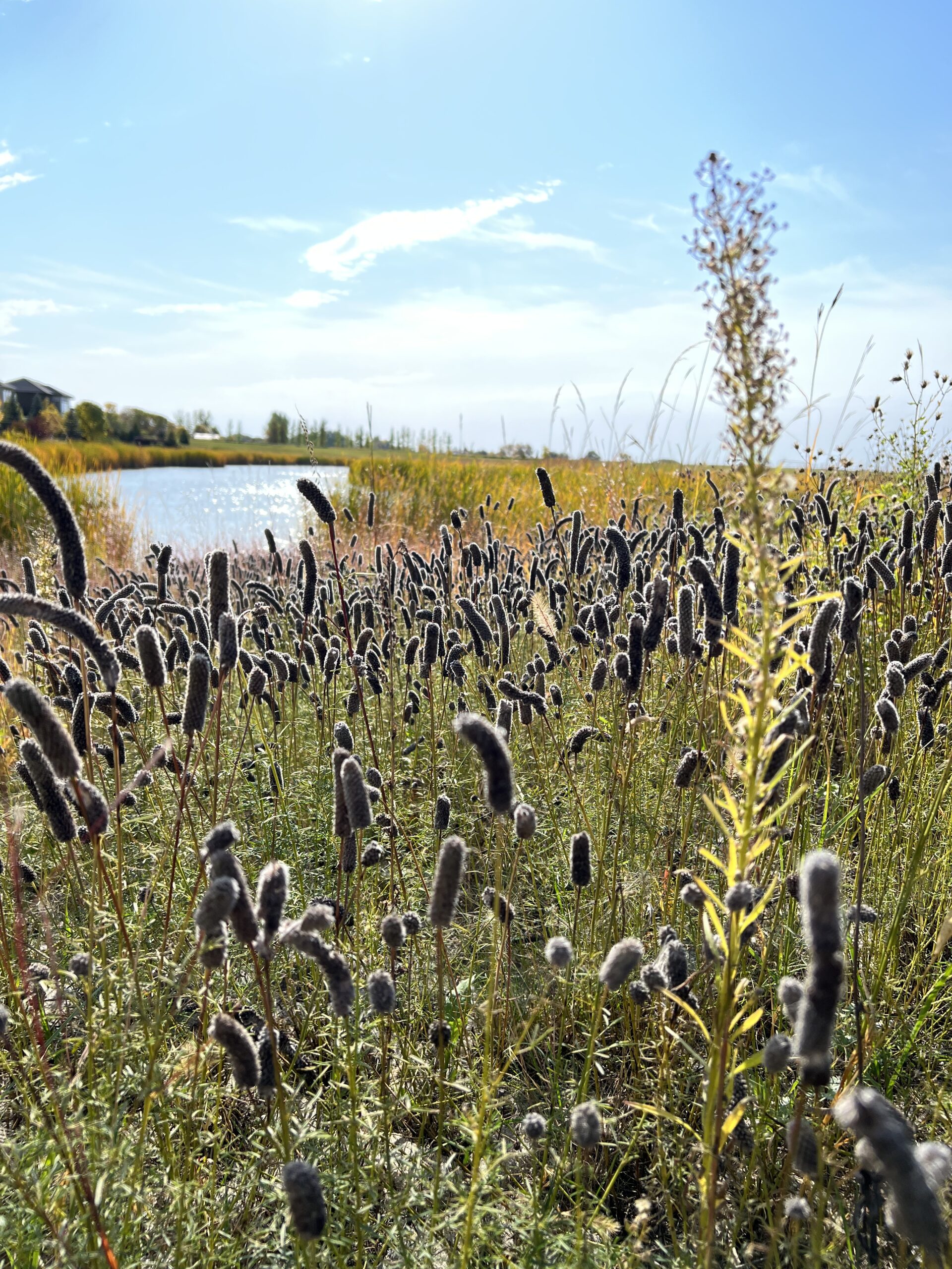 So Much Prairie Clover