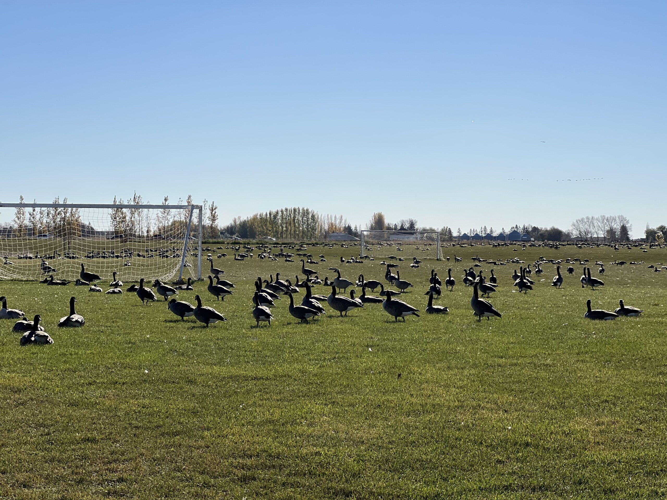 Too Many Men on the Field