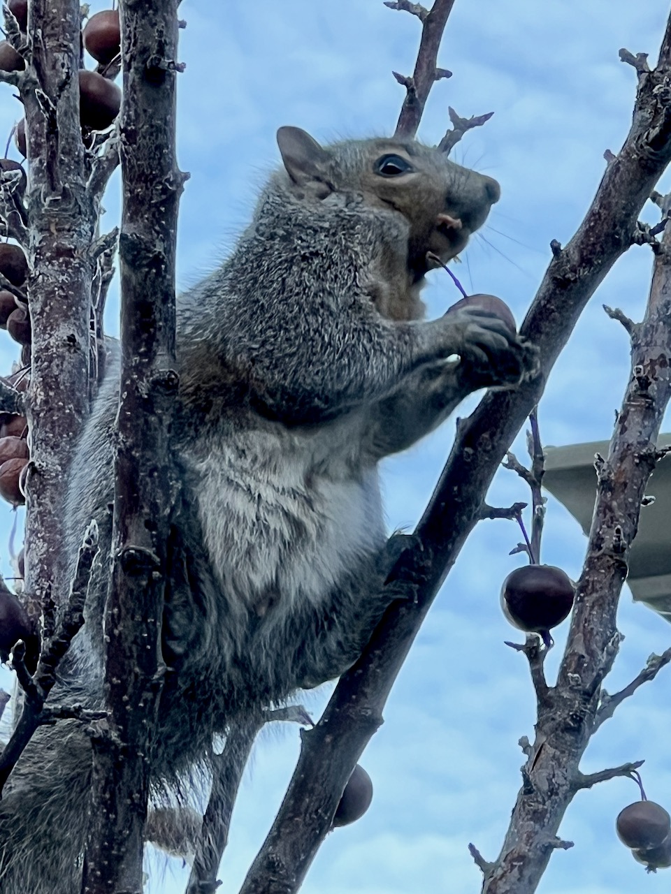 Enjoying the crabapples