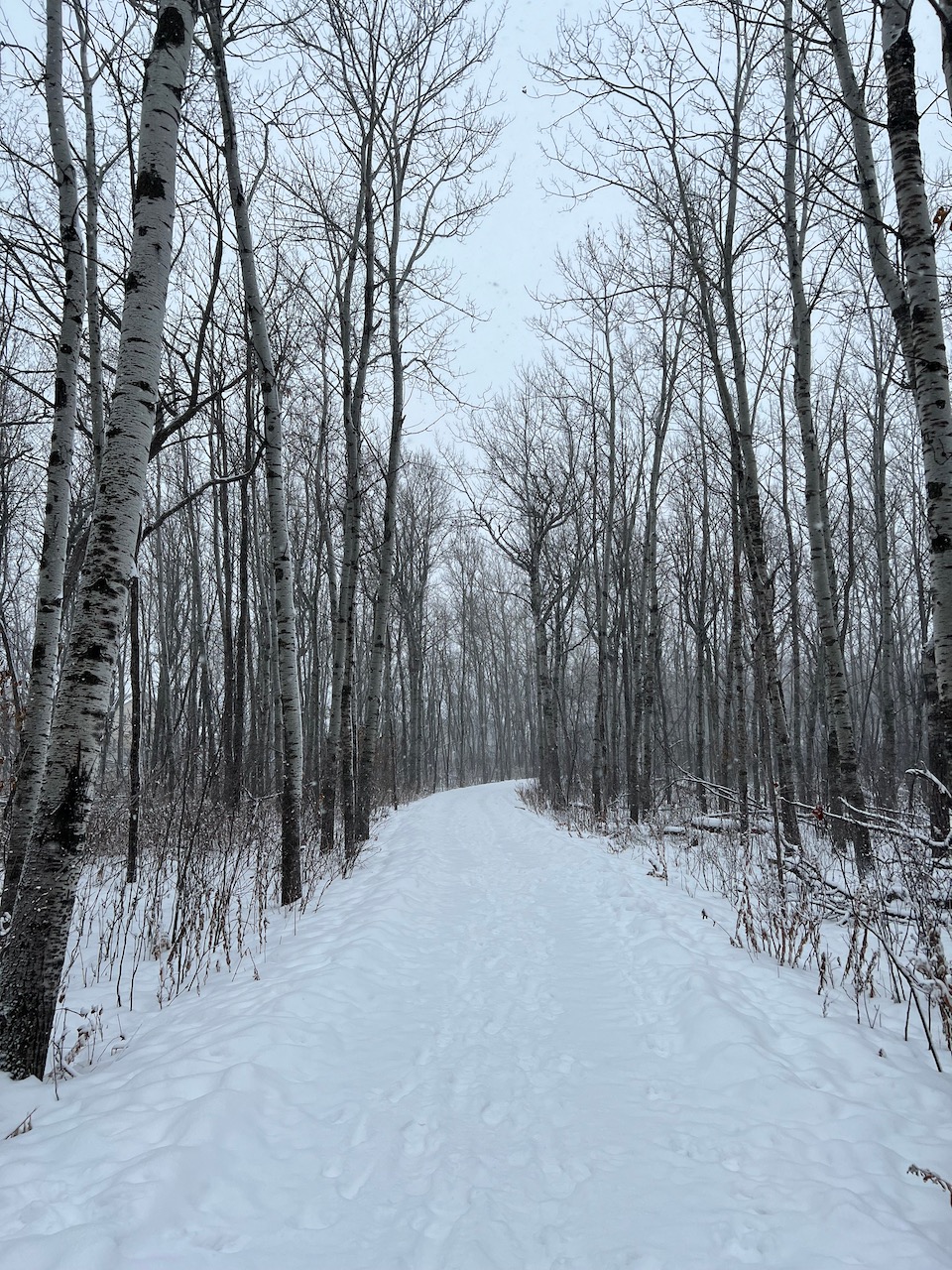 A walk in the forest