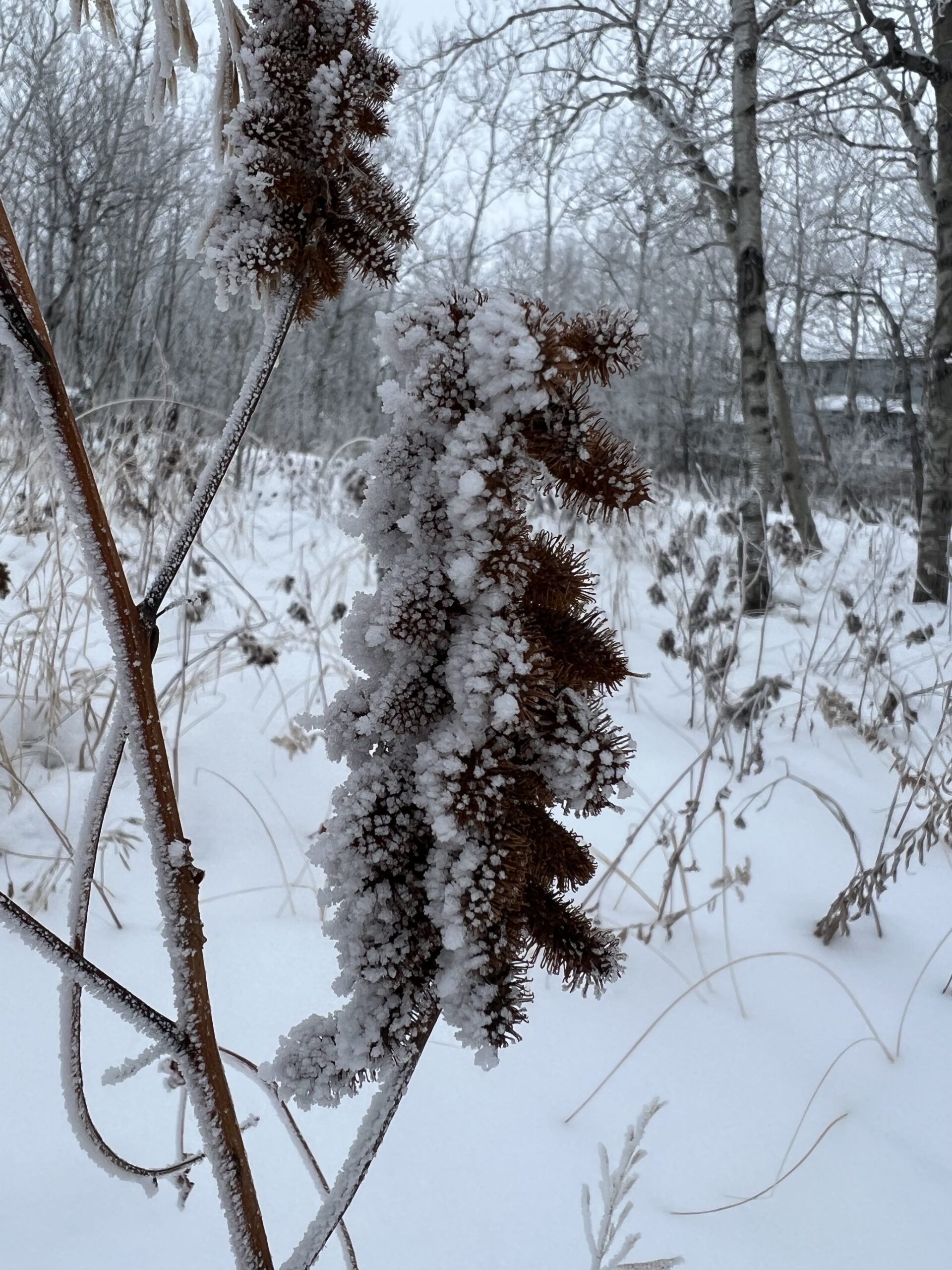 … Now with Frosting