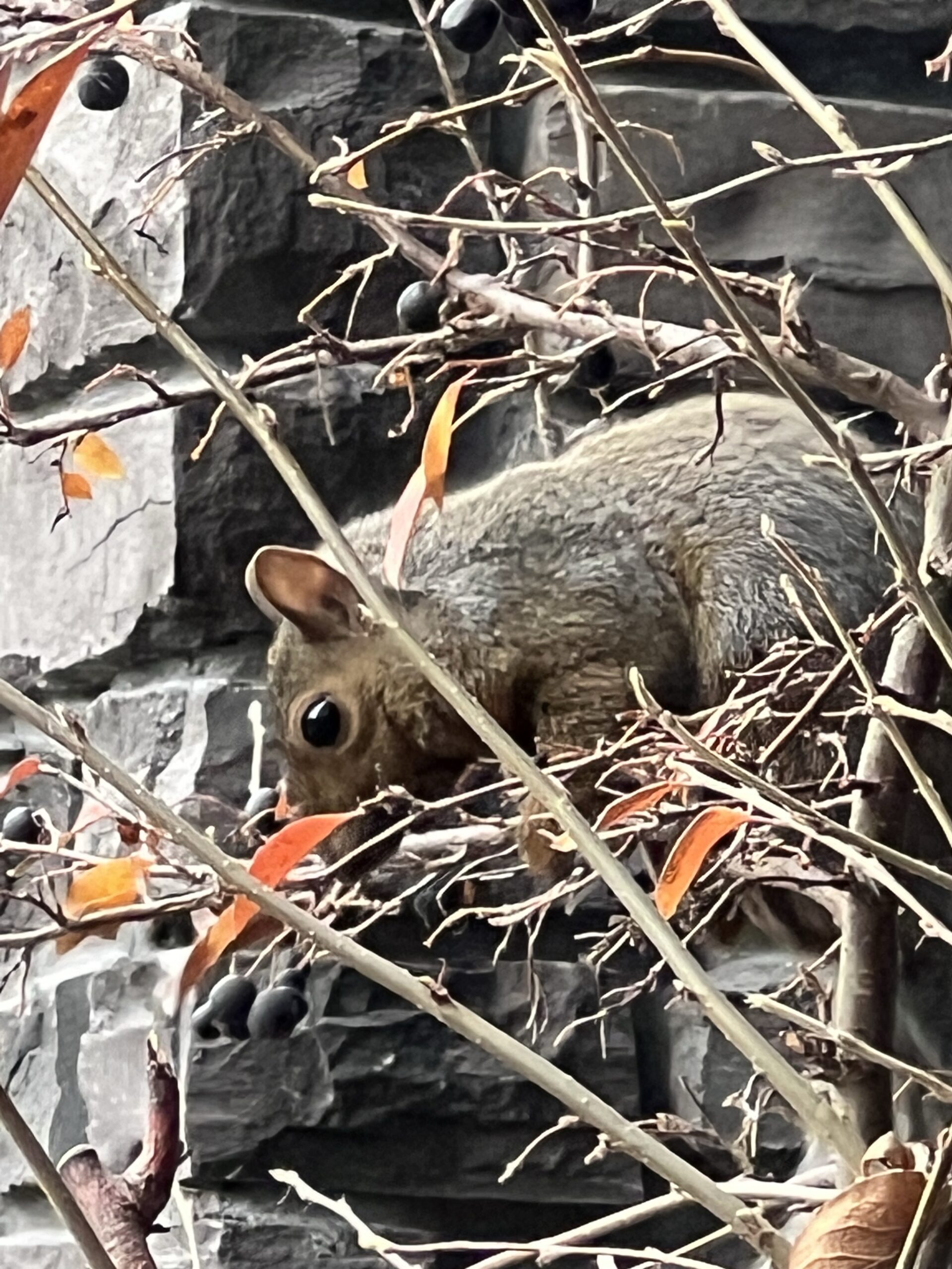 Mmmm, cotoneaster berries