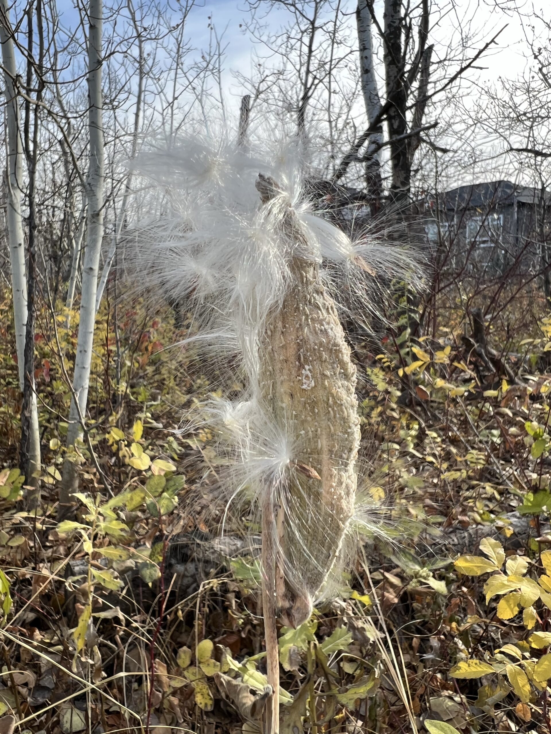Exploding Milkweed