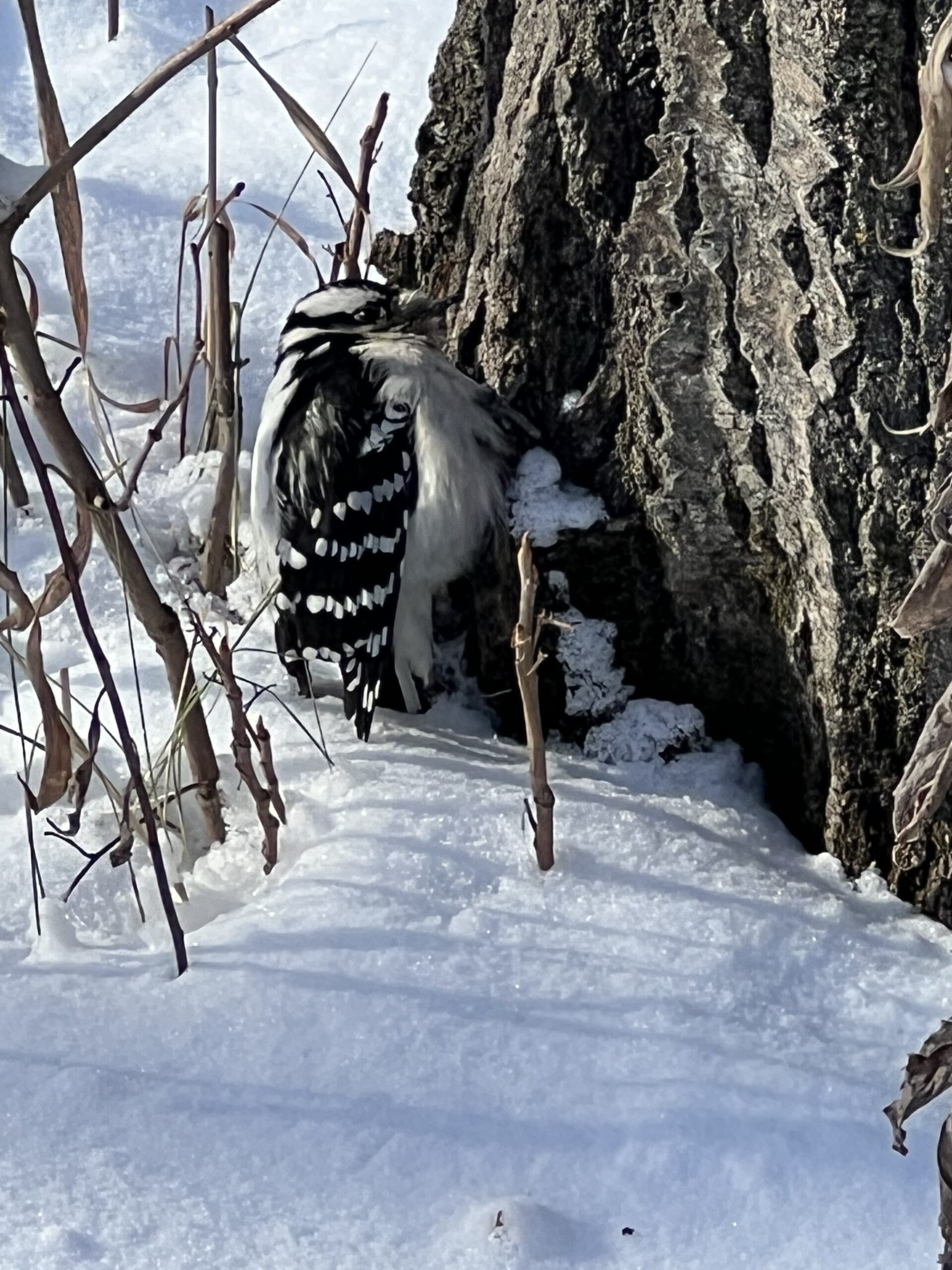 Fluffed up woodpecker