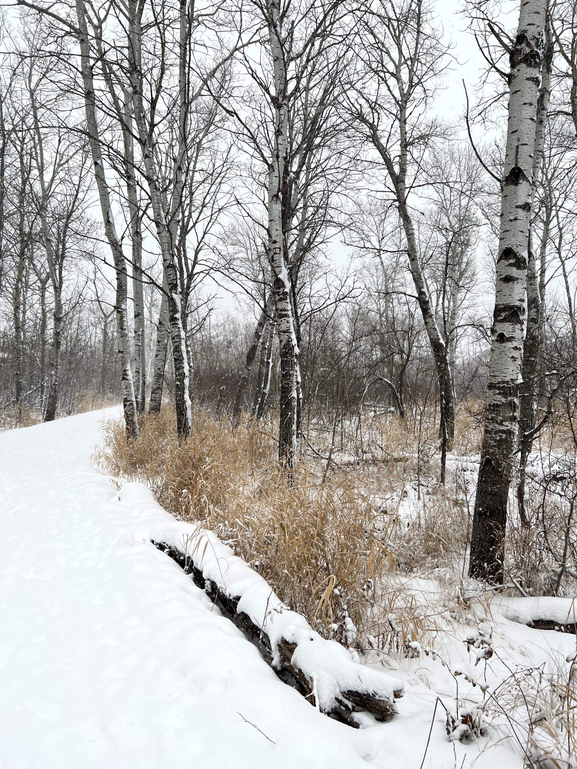Winter in the forest