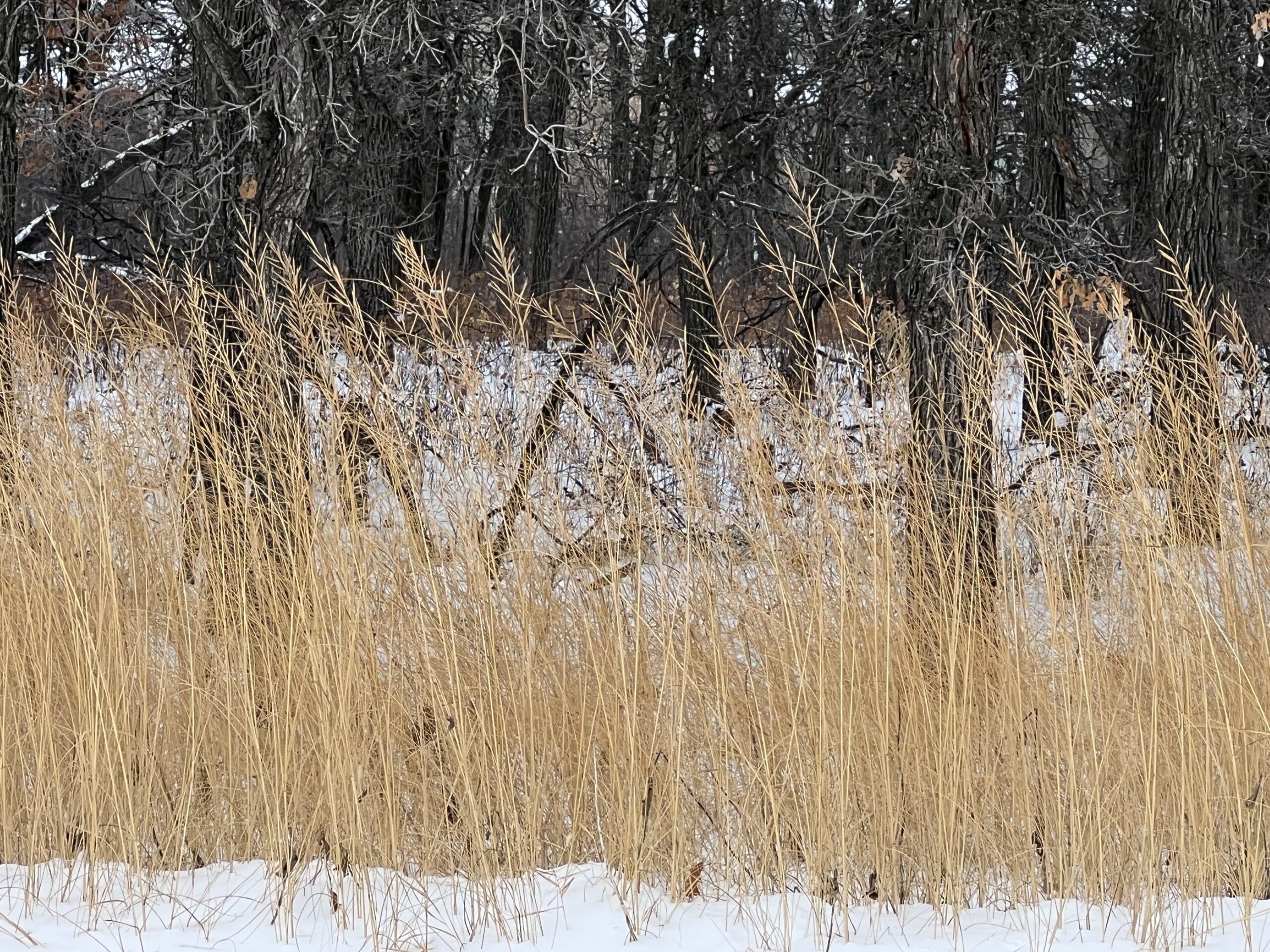Winter Grass