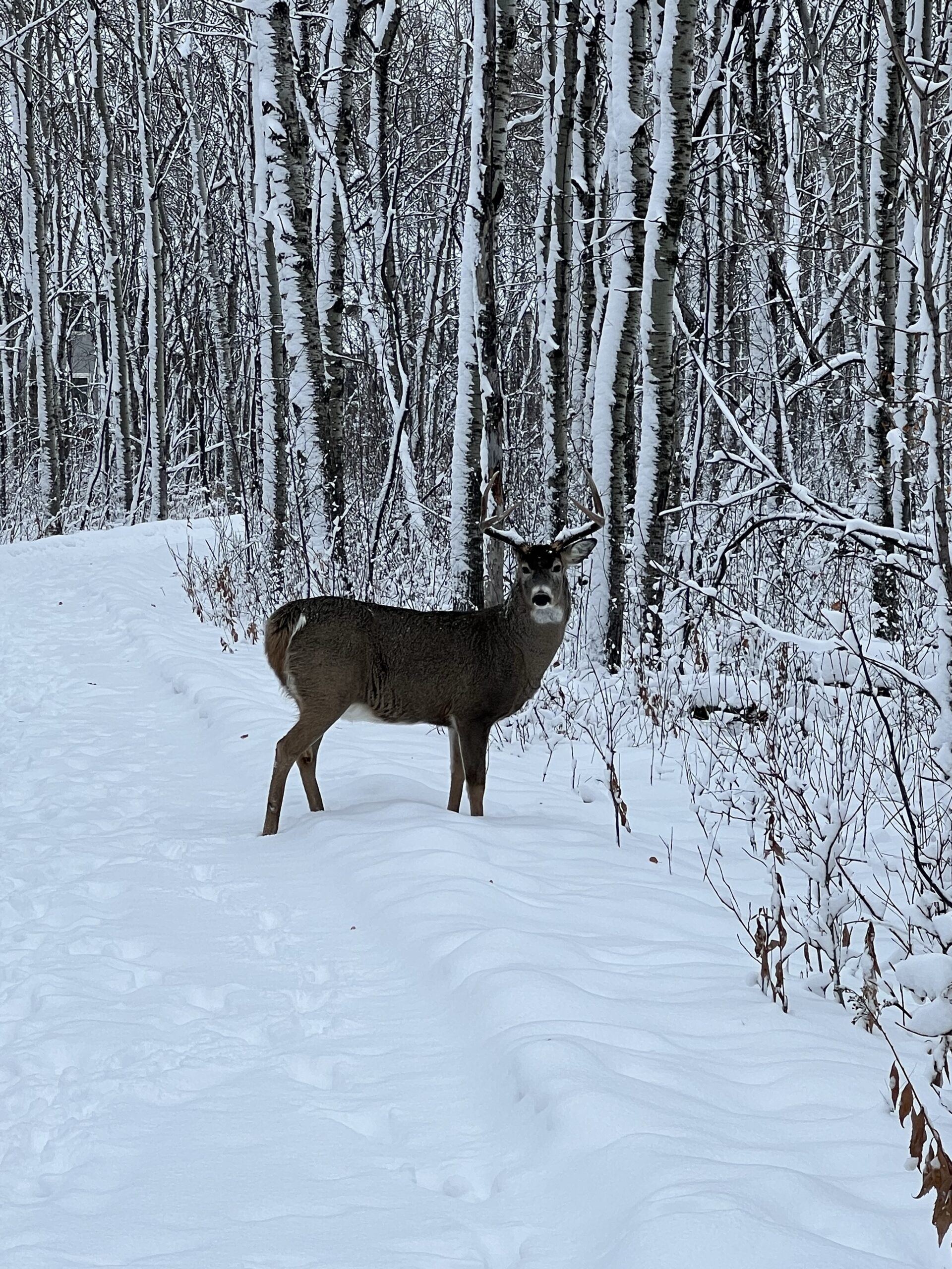 Snow-covered Deer