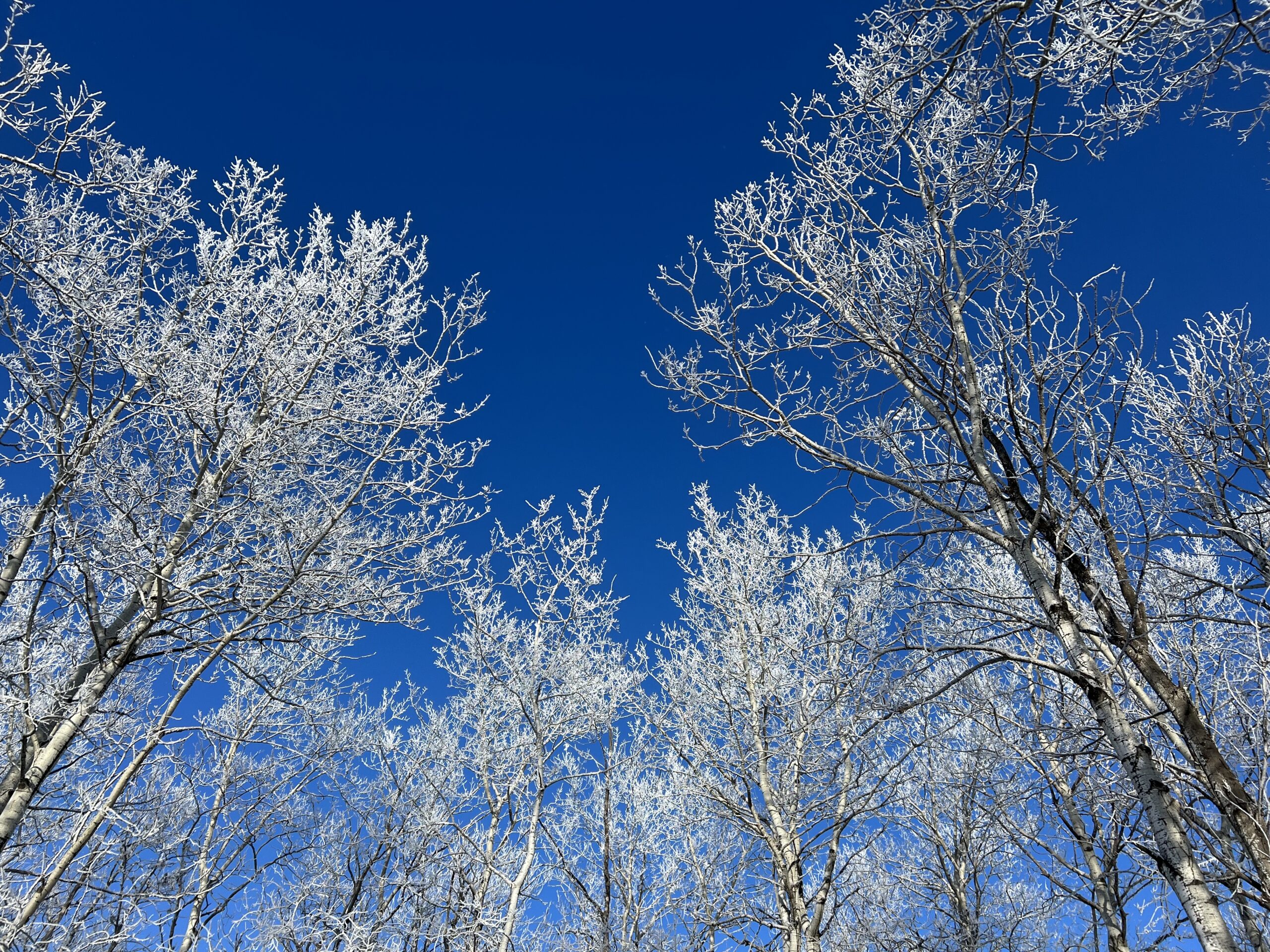 Frosty Trees