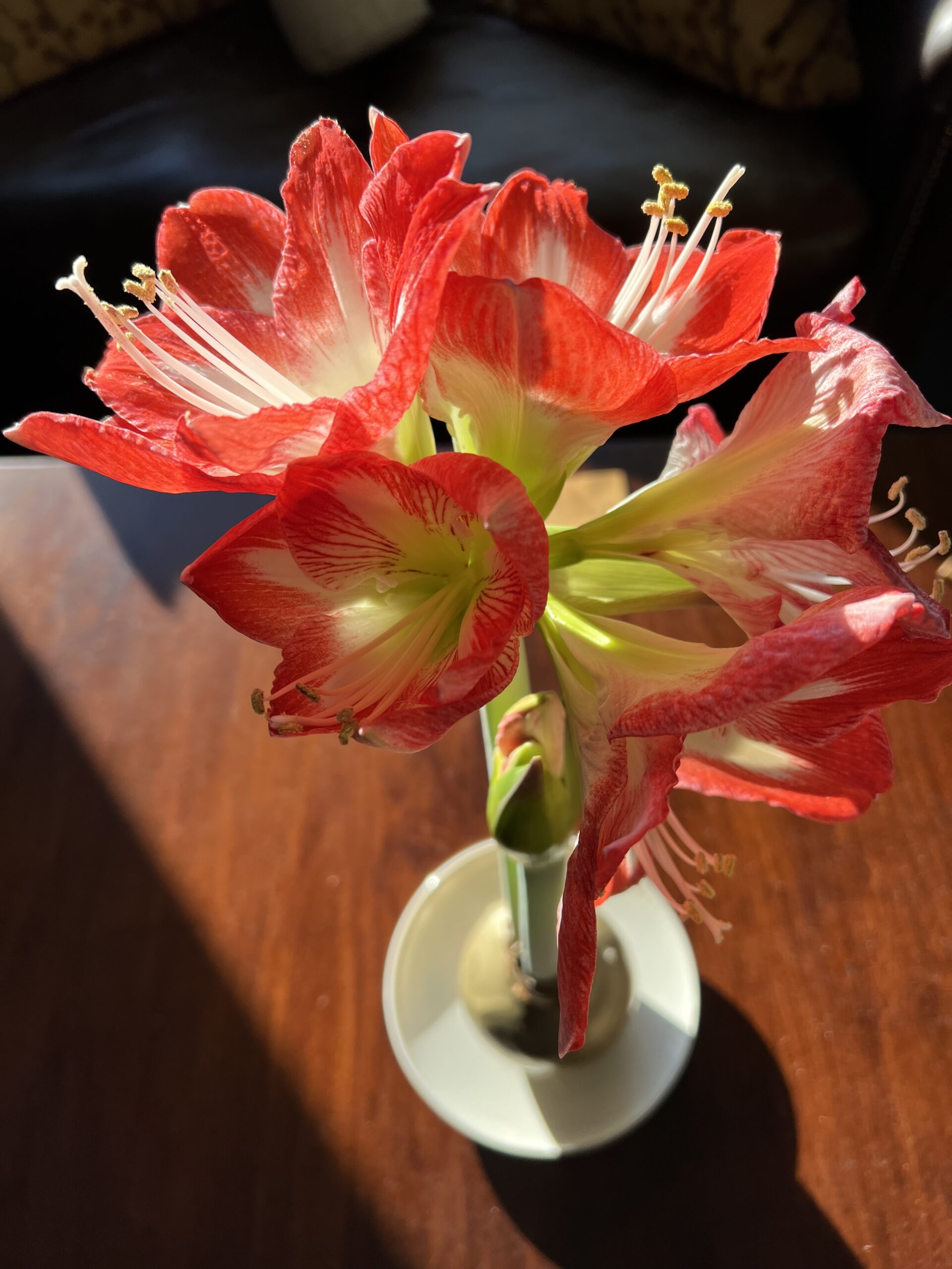 Bright Sun, Bright Flowers