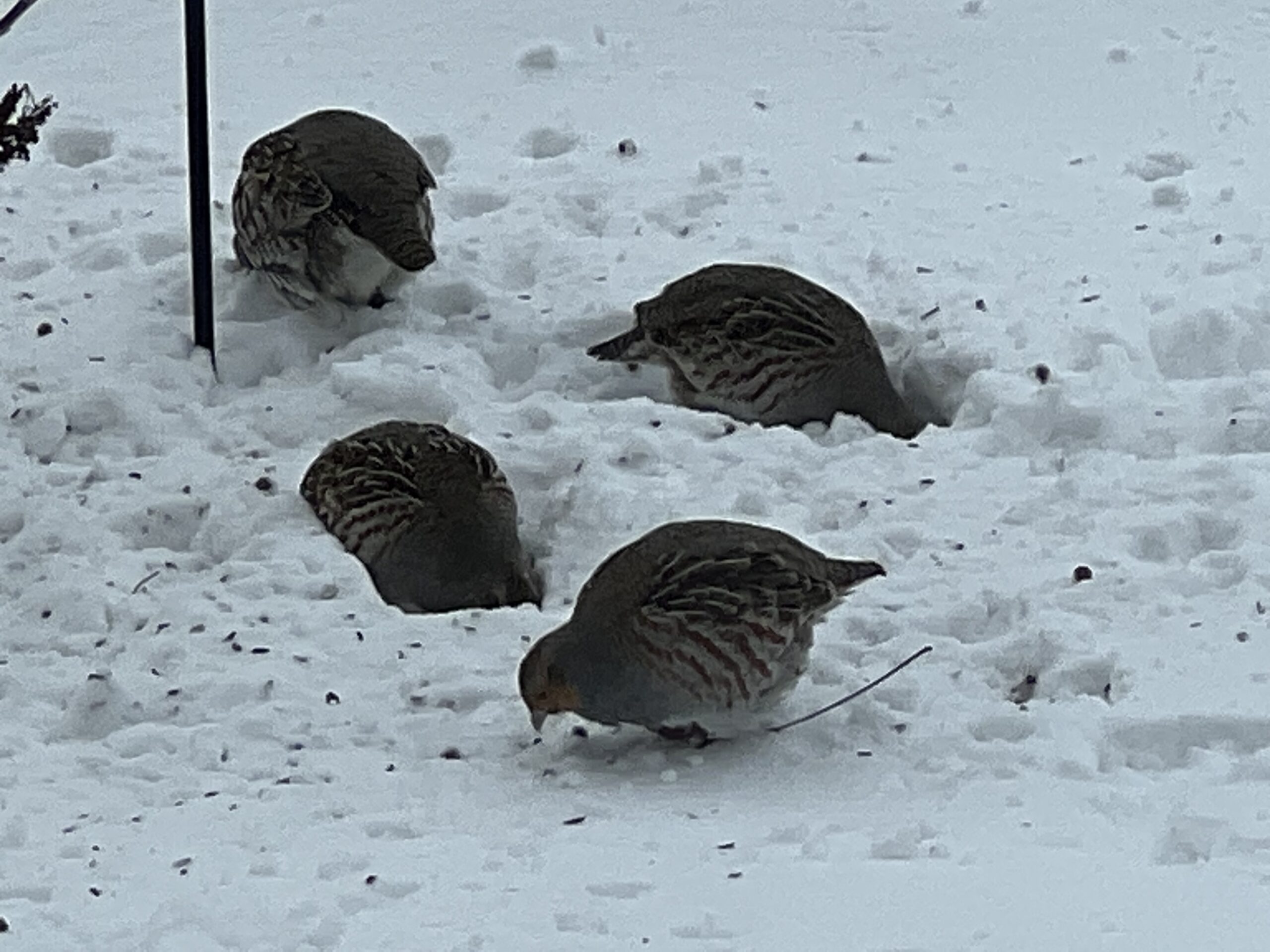 The Partridge Family