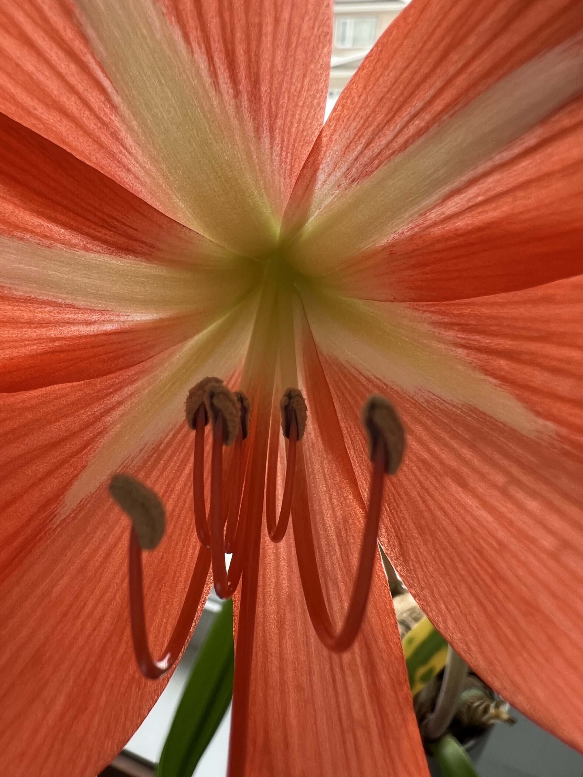 Gaze Deeply into the Eye of the Lily