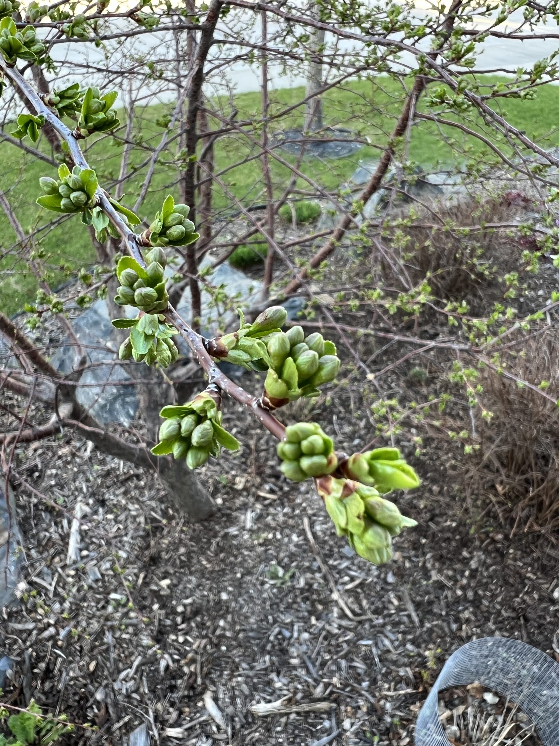 Future cherry blossoms