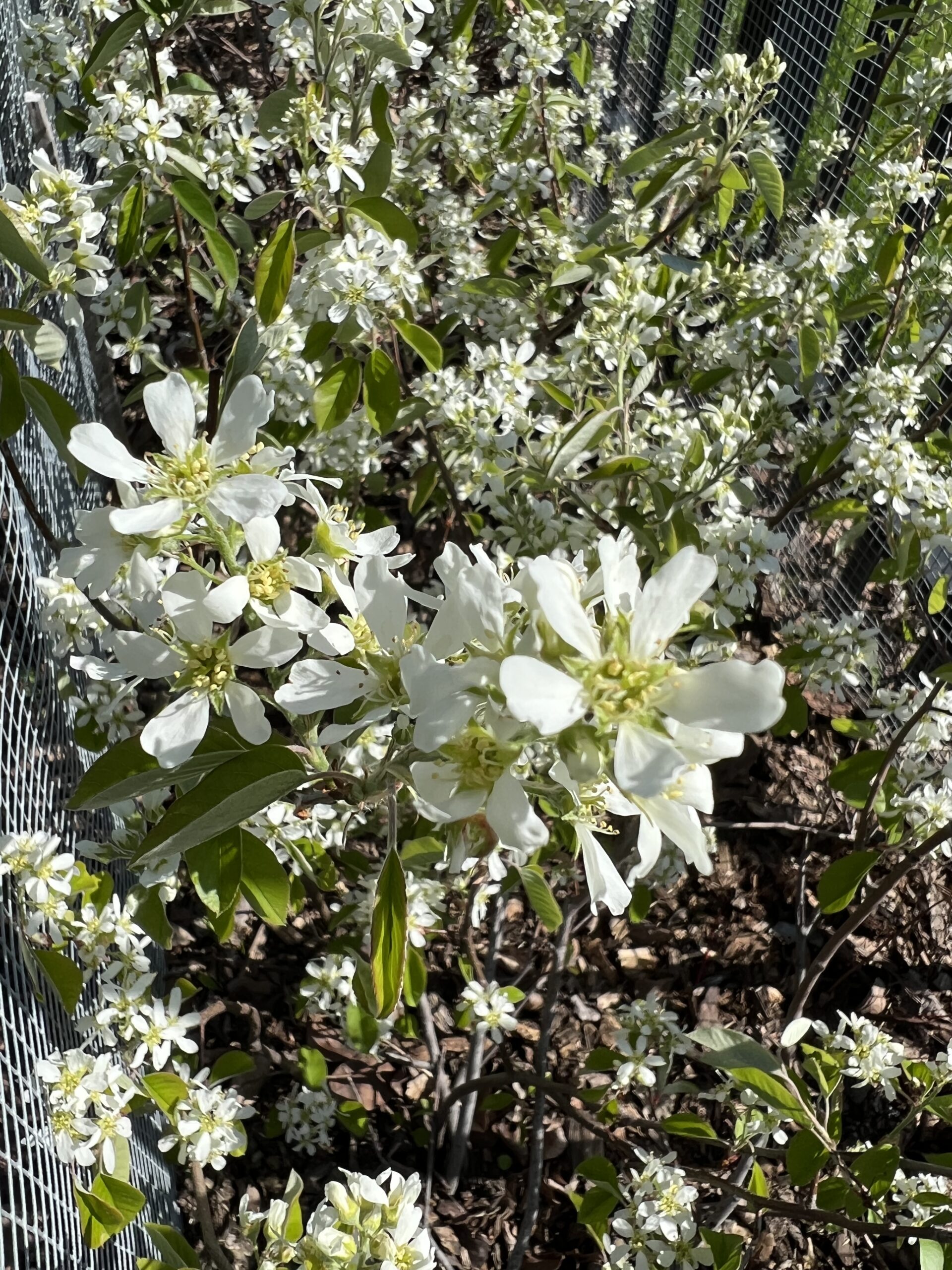 Saskatoon bushes looking good