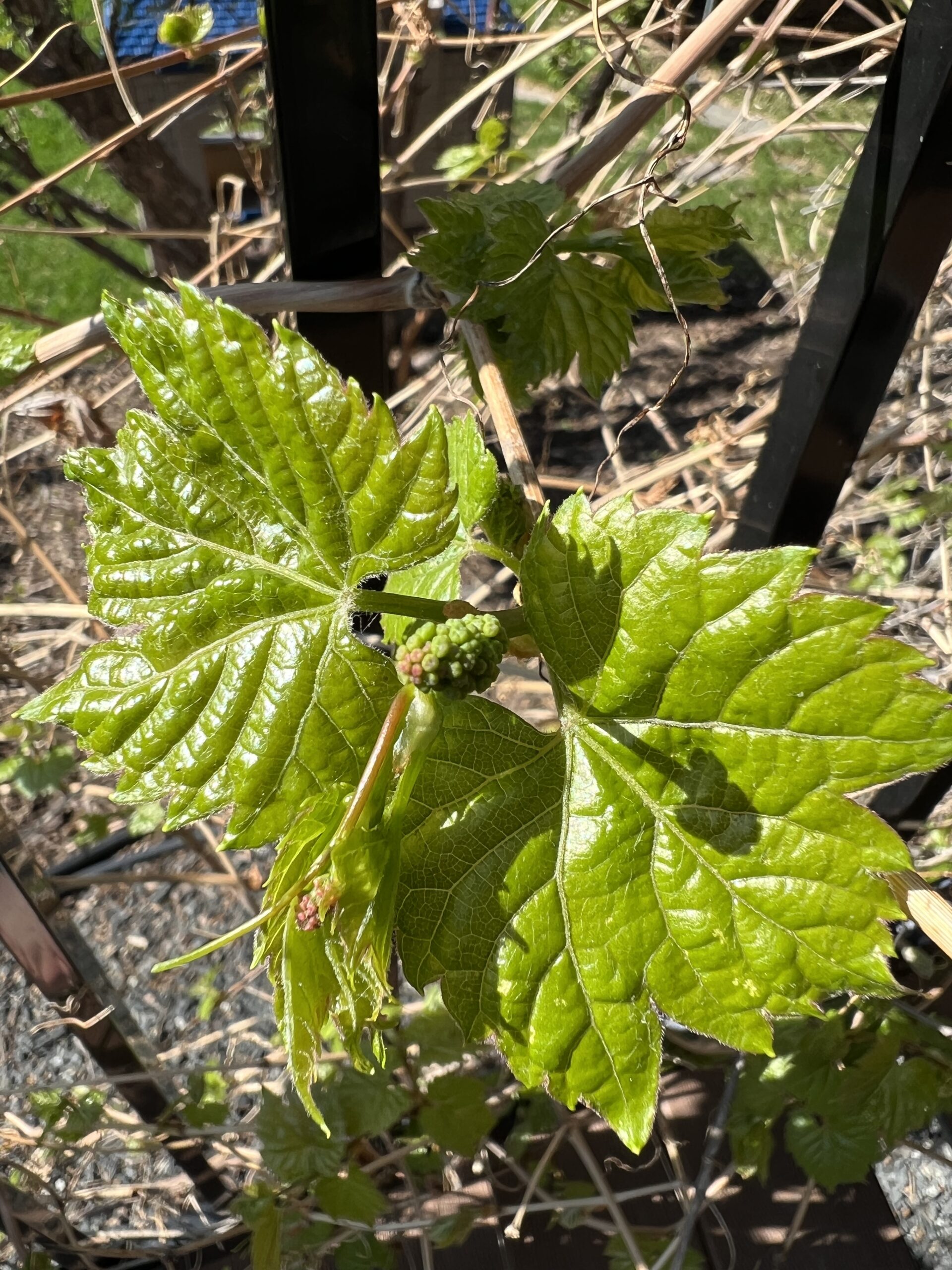 Future Grapes