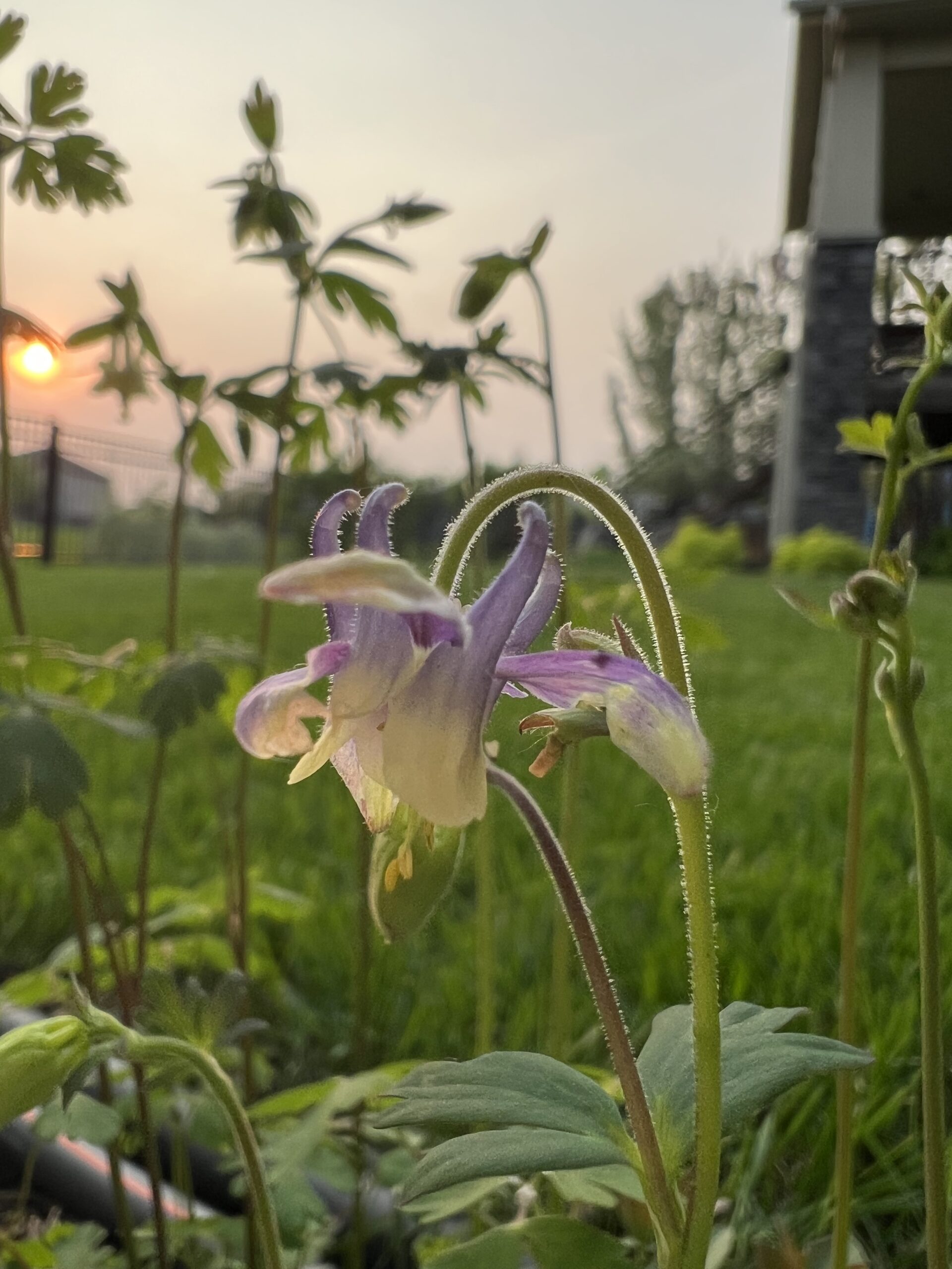Evening Columbine