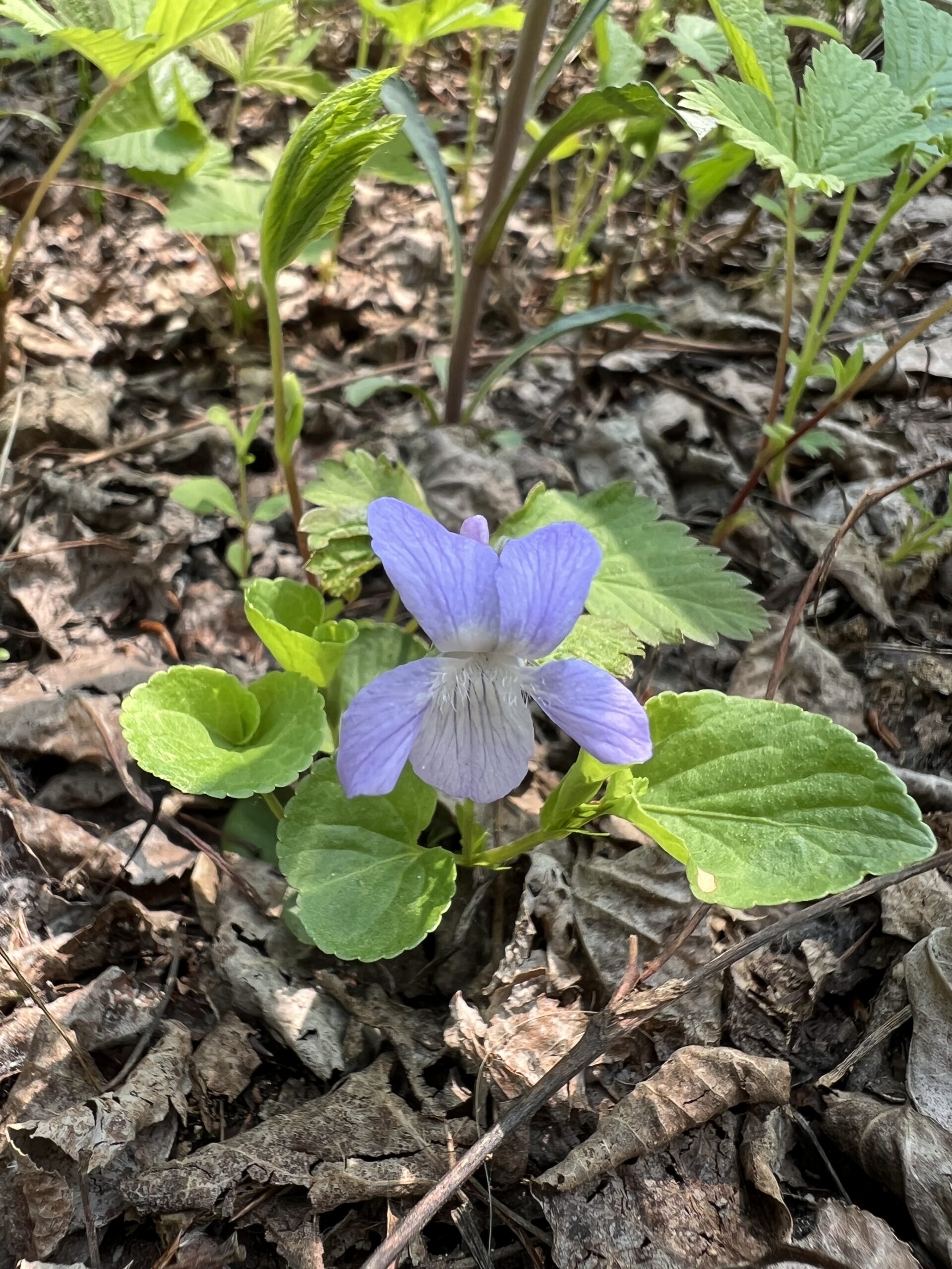 Forest Violet
