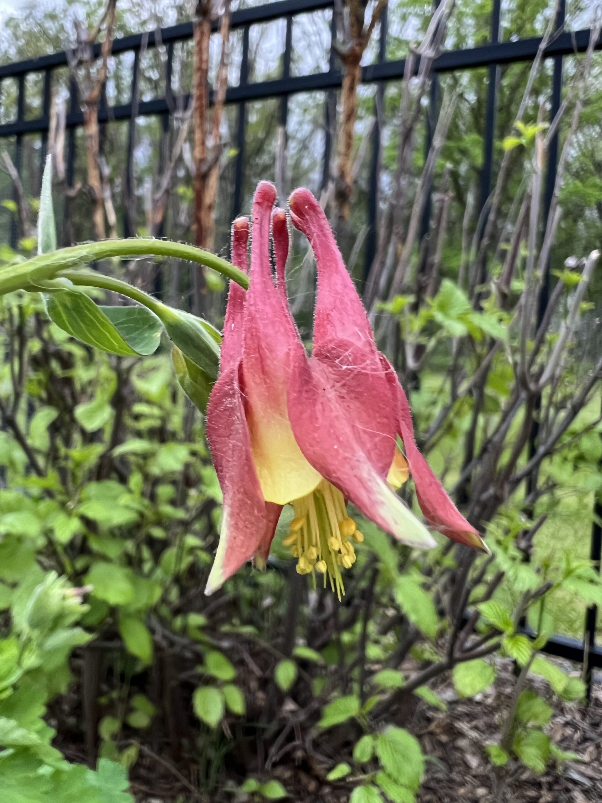 Red Columbine