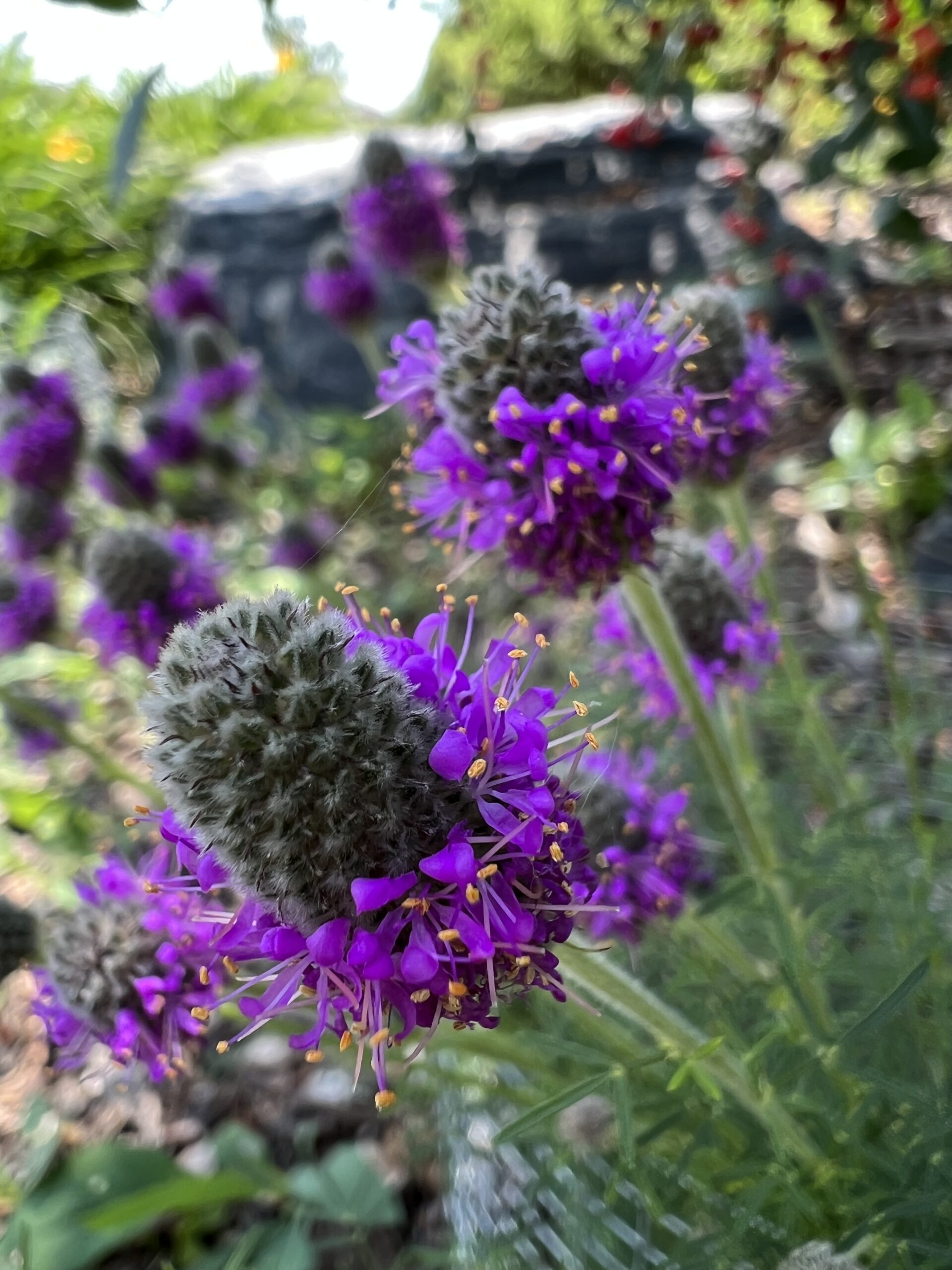 Canada Day Fireworks