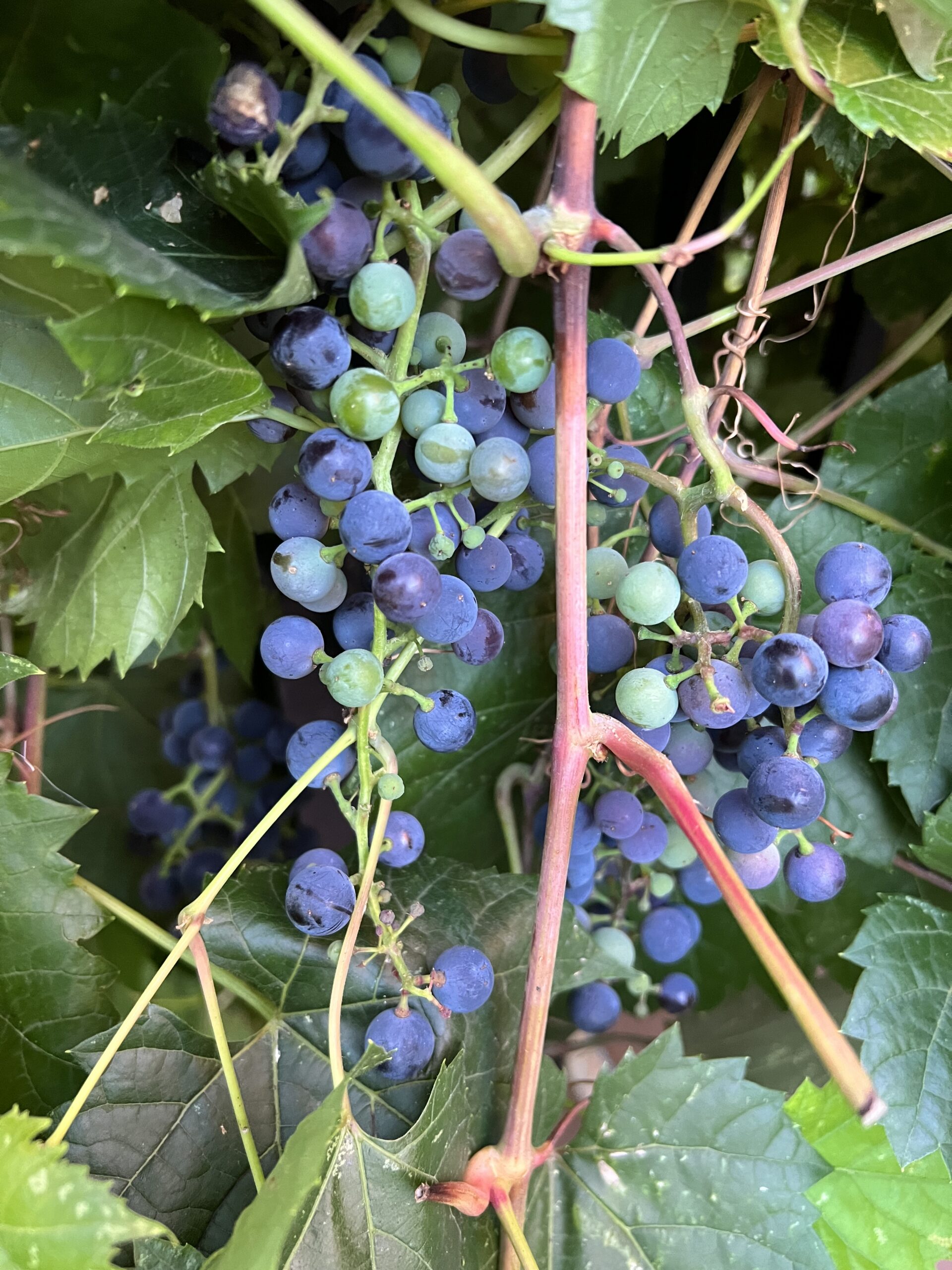 Great Grapes