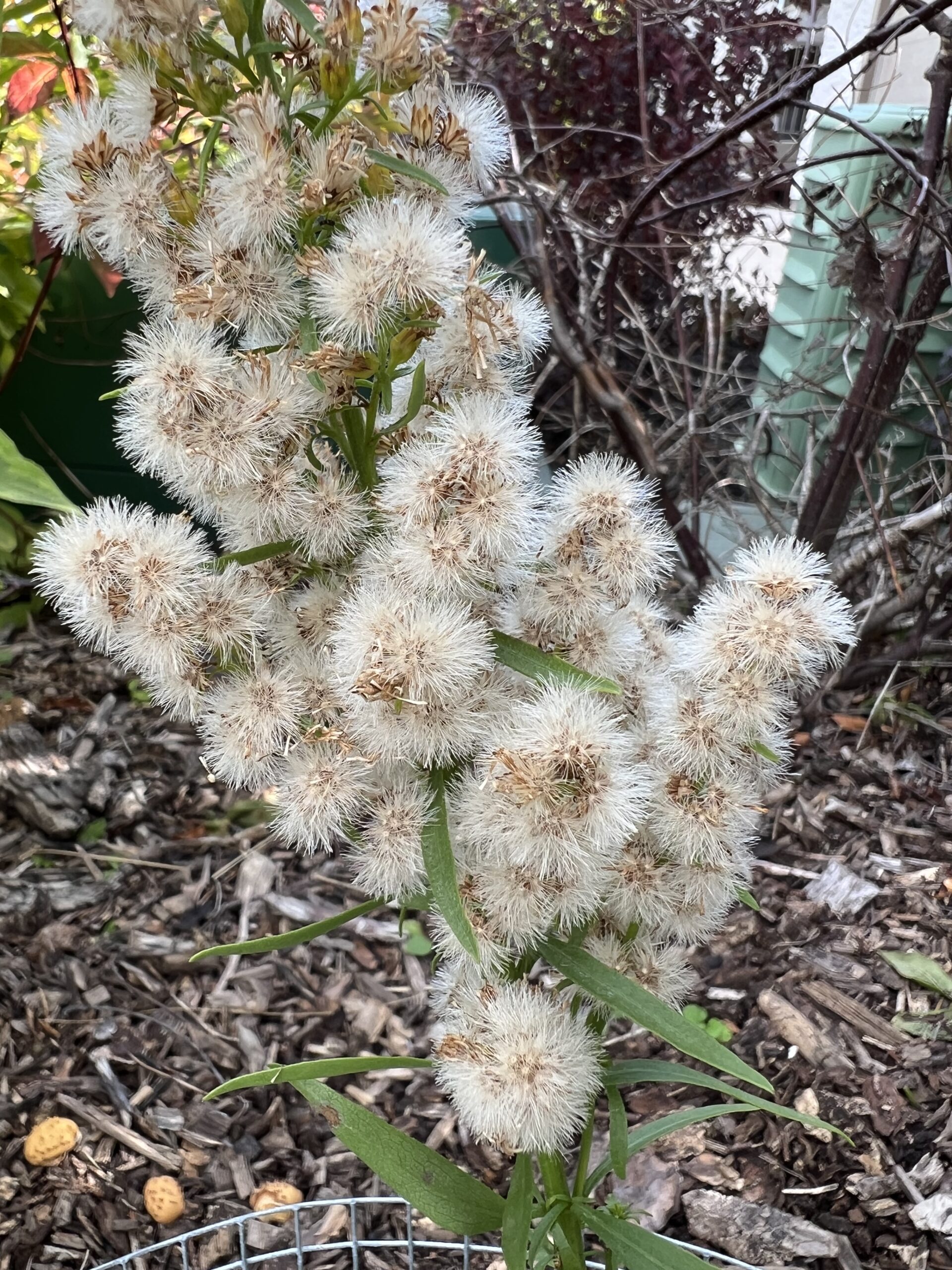 Not-so-golden Goldenrod