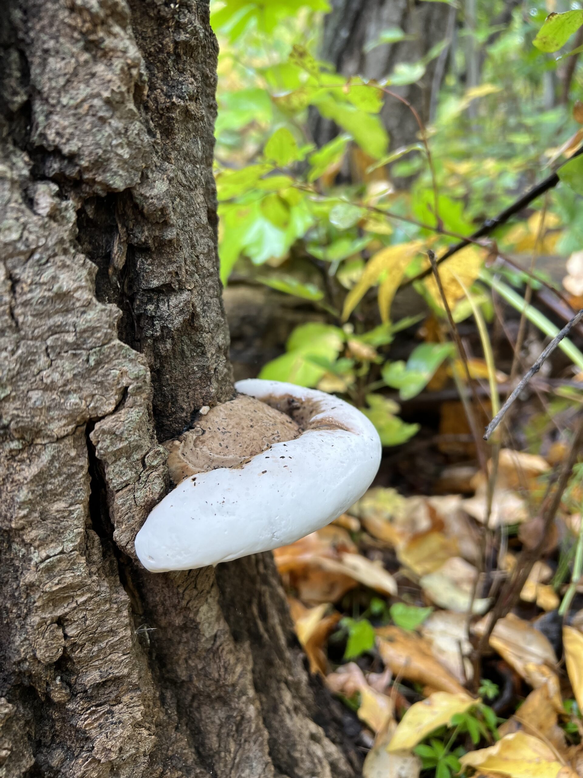 Weird Fungus