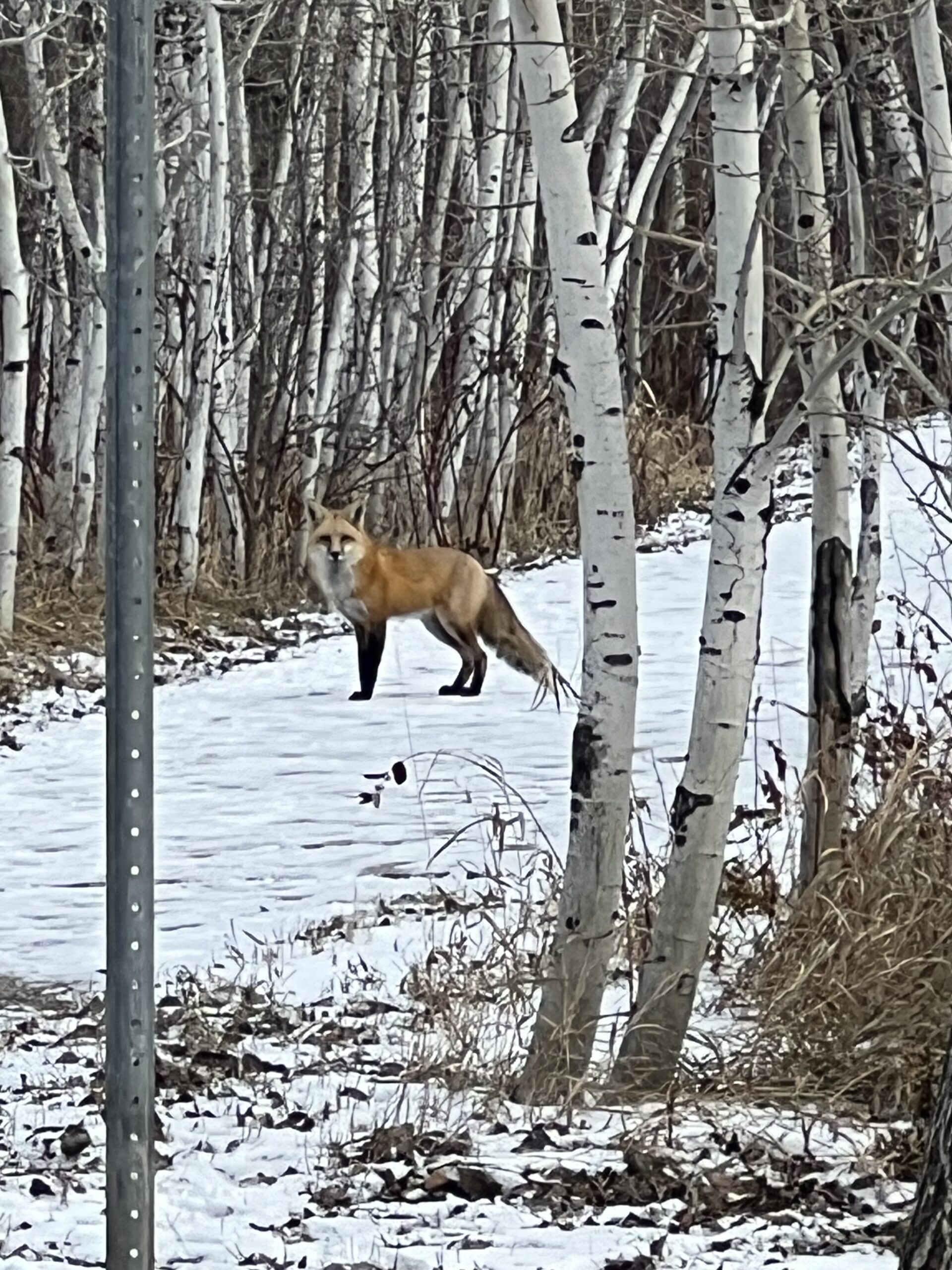 Foxy Fellow