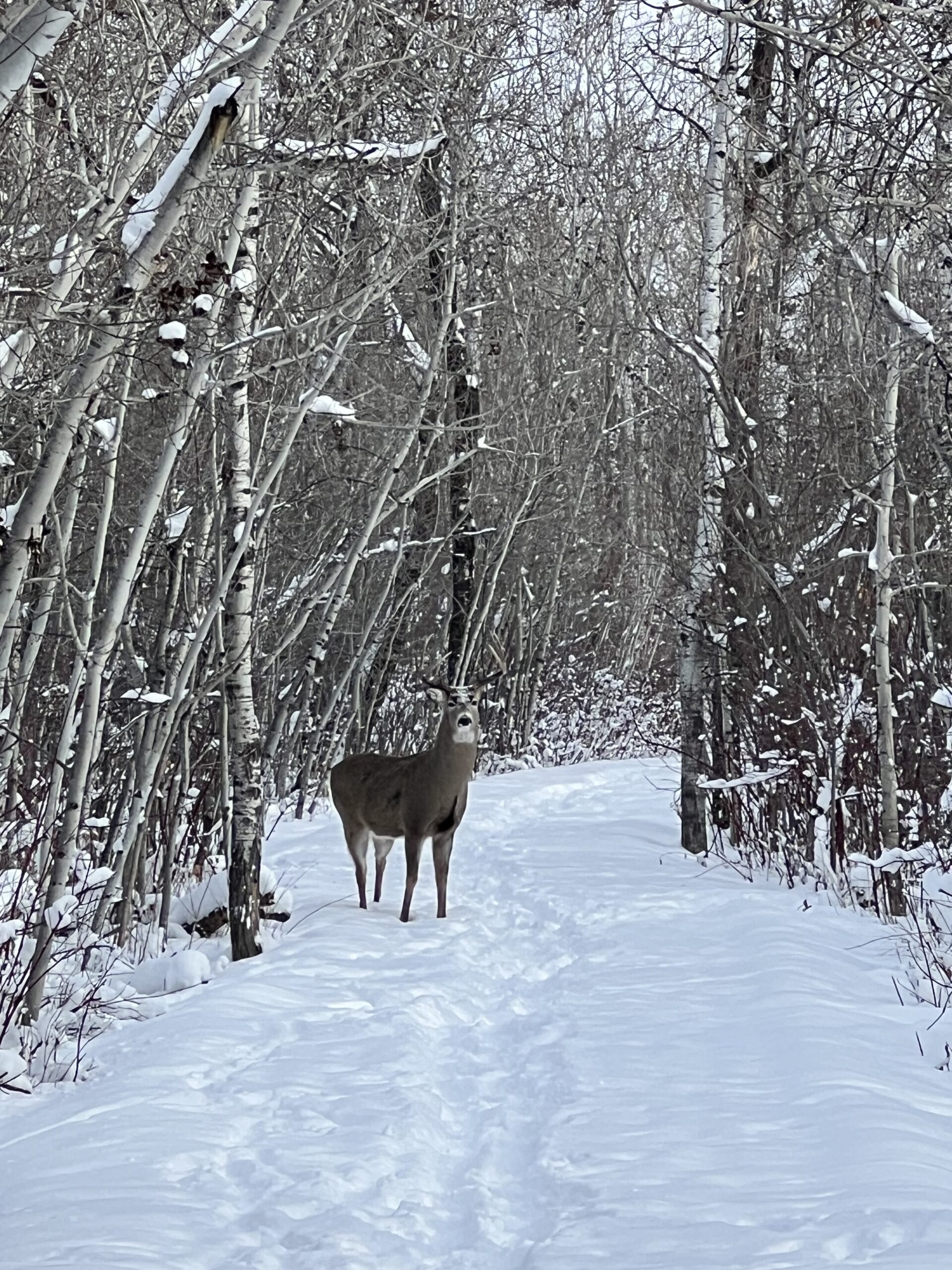 Unexpected Encounter