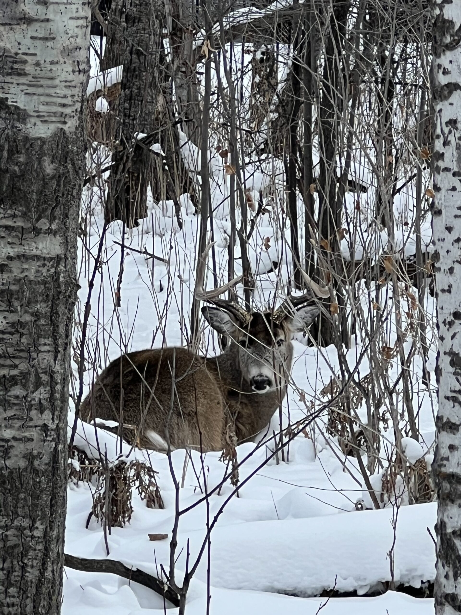 Sitting in the Snow