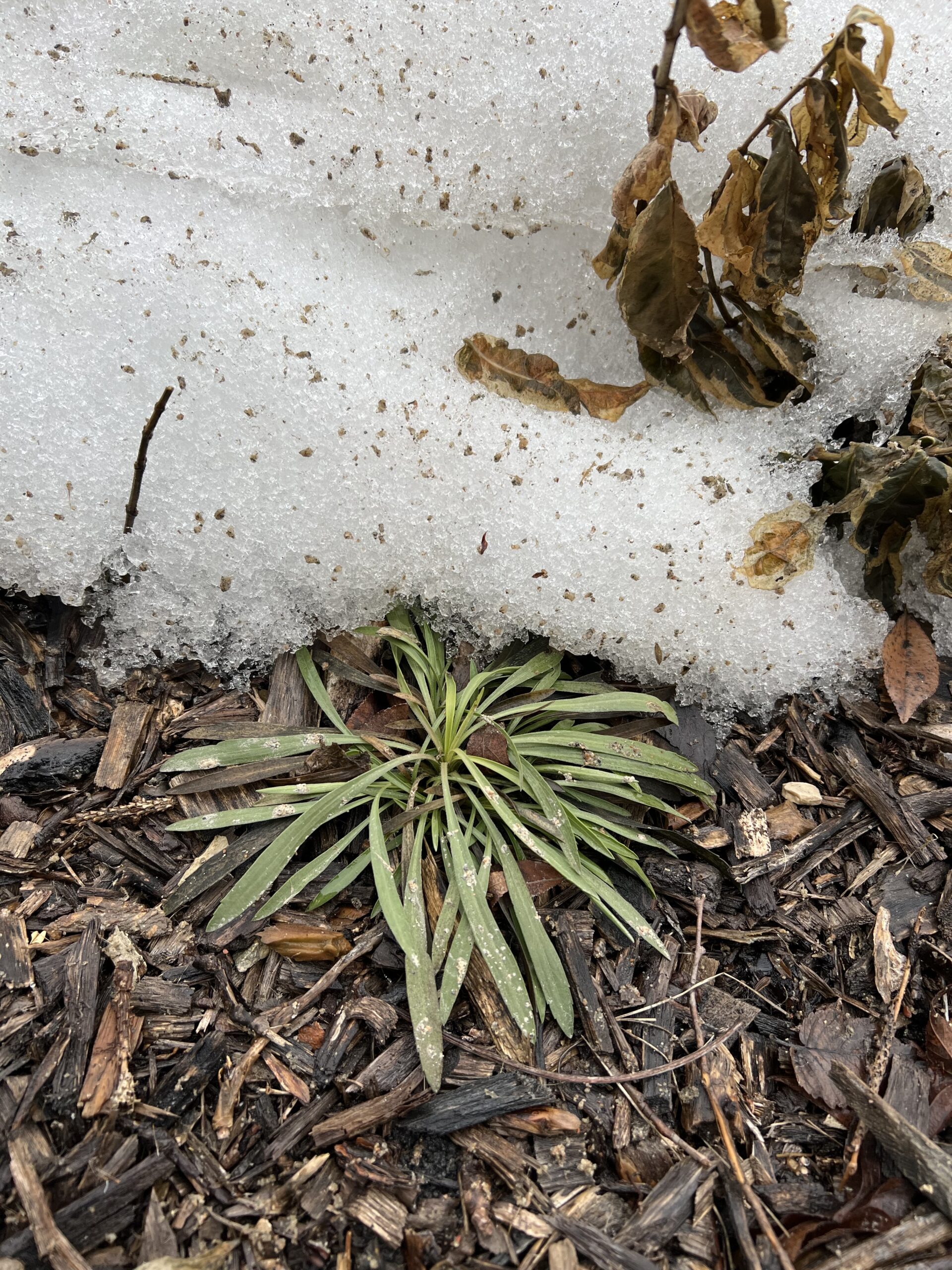 Phffft… You Call This Winter?