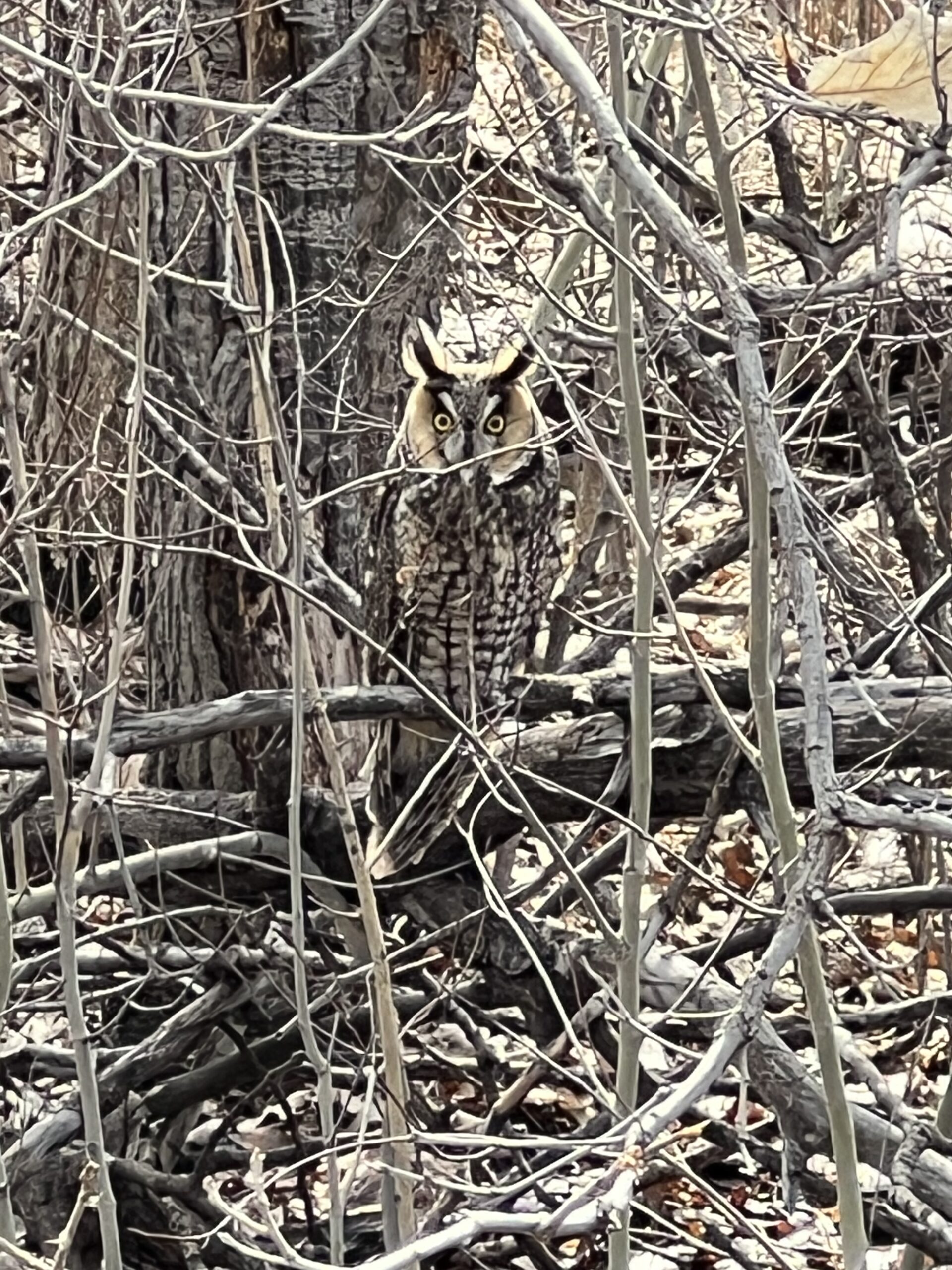 A New 🦉 in the Forest